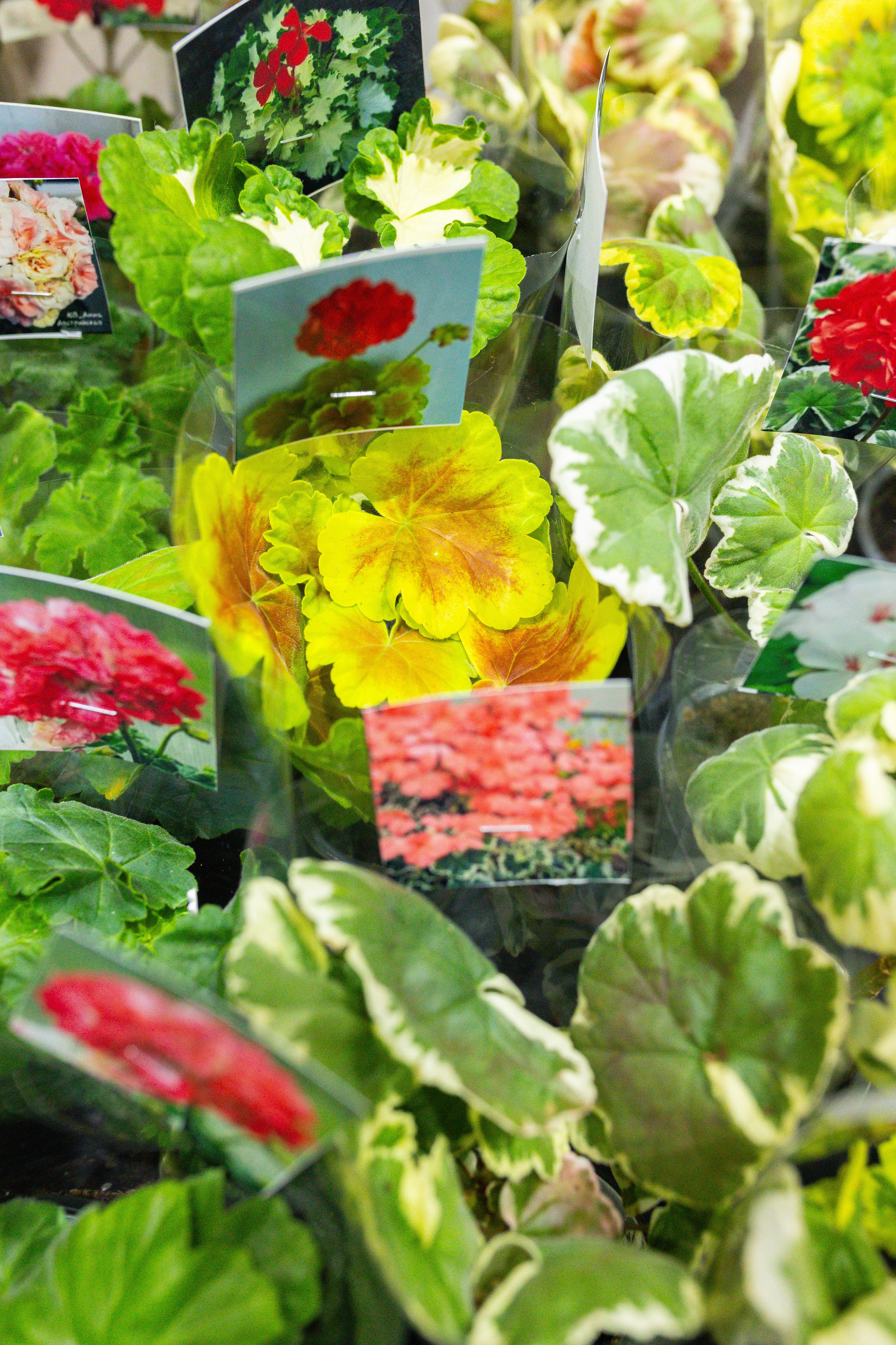 Монстериум 11–12 октября. Александра Куликова фотограф, Москва