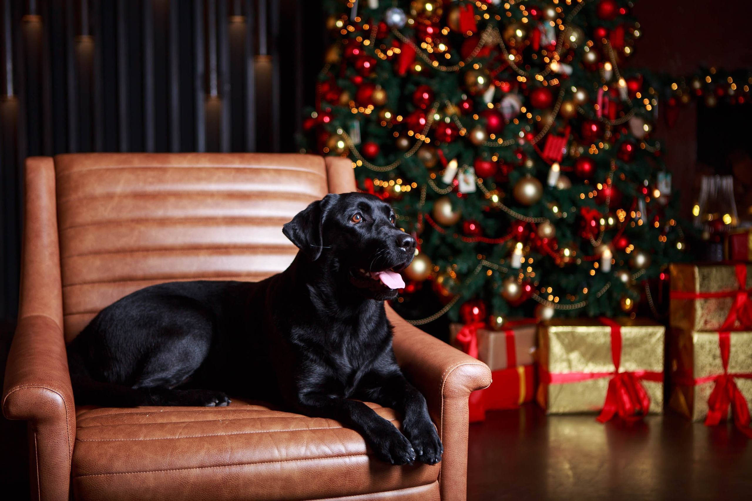 Лабрадор ретривер и курчавошерстный ретривер фотосессия на Новый год в фотостудии. Семейный и детский фотограф в Москве Мария Быкова