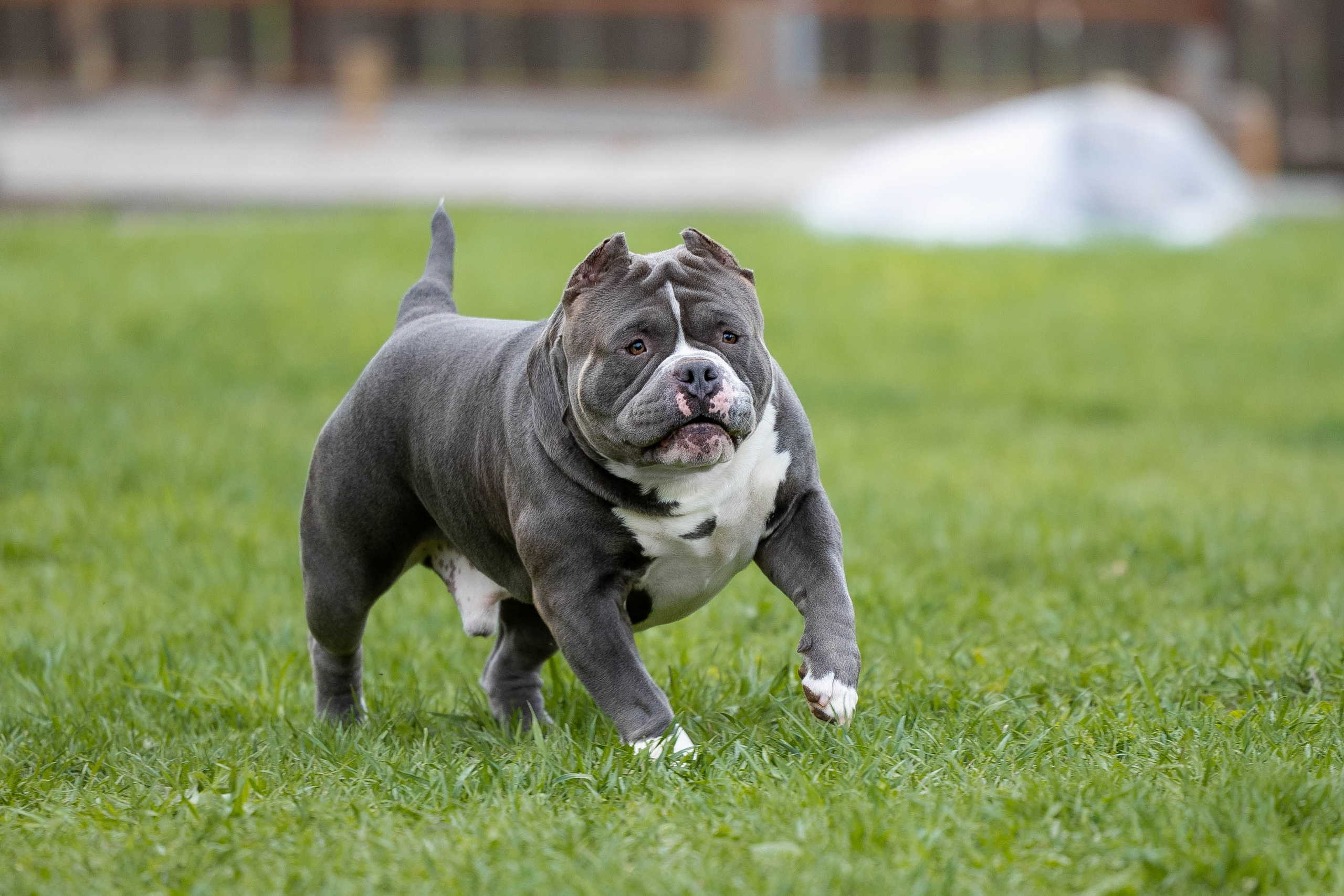 Щенки булли. Фотограф Анималист в Перми Анастасия Остерман