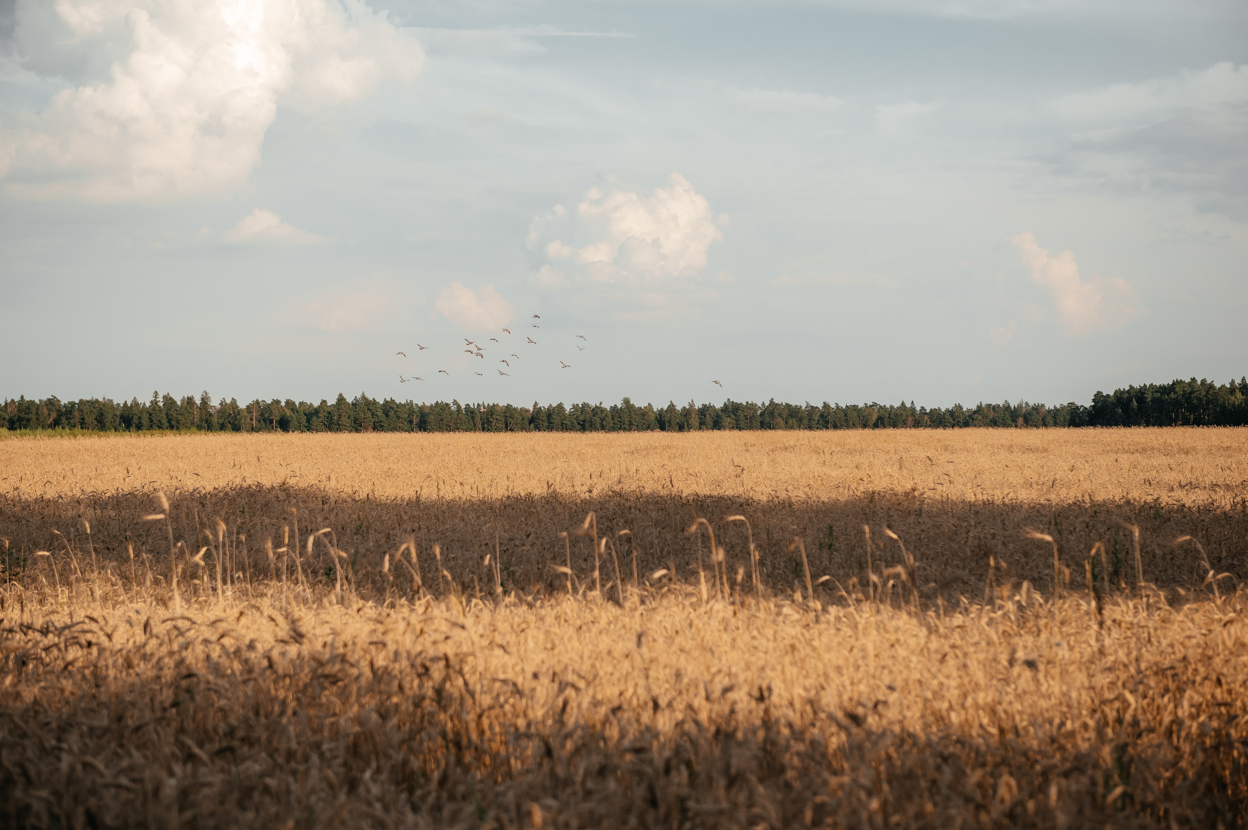 Оля, пшеничное поле в Протасово. Свадебный и семейный фотограф Виктория Носачёва. Щелково, Москва и МО