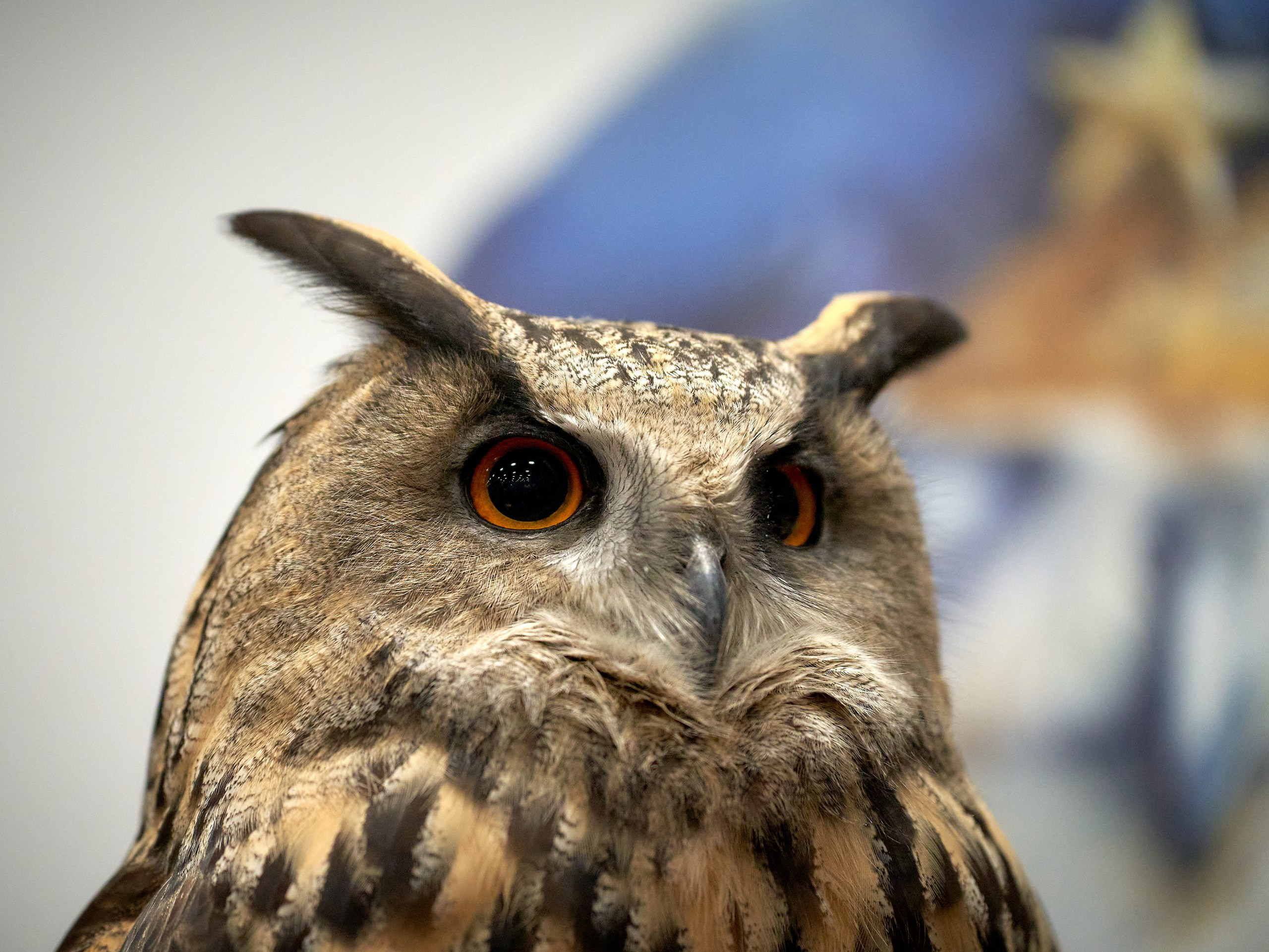 Фото птиц — галерея NATRIEL