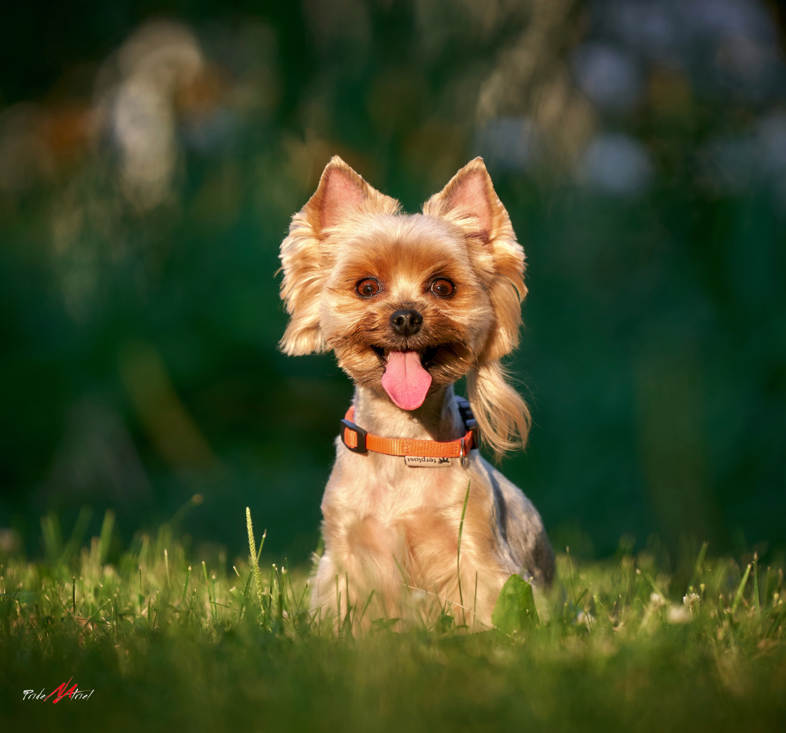 Йоркширский терьер Циля