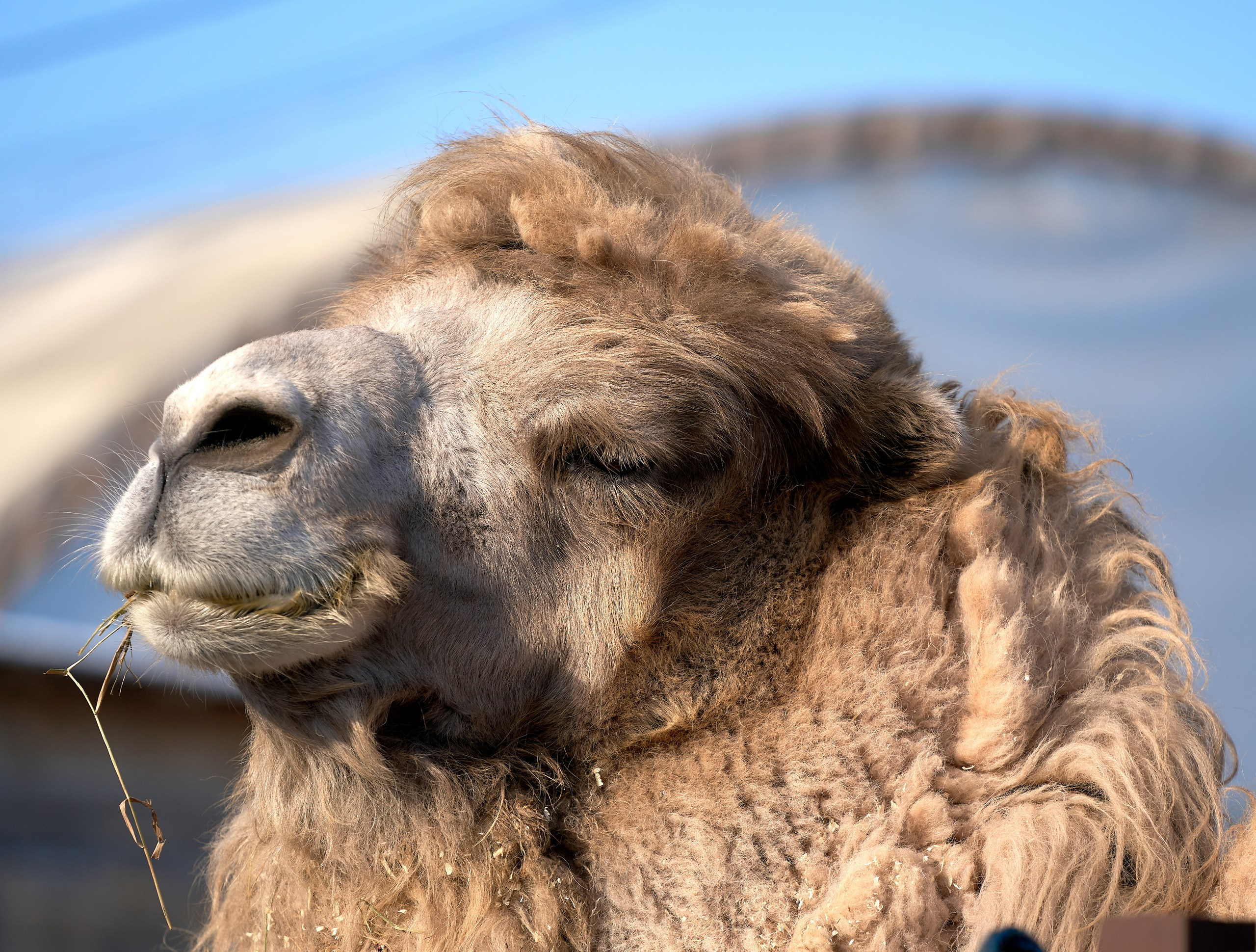 Животные — галерея NATRIEL