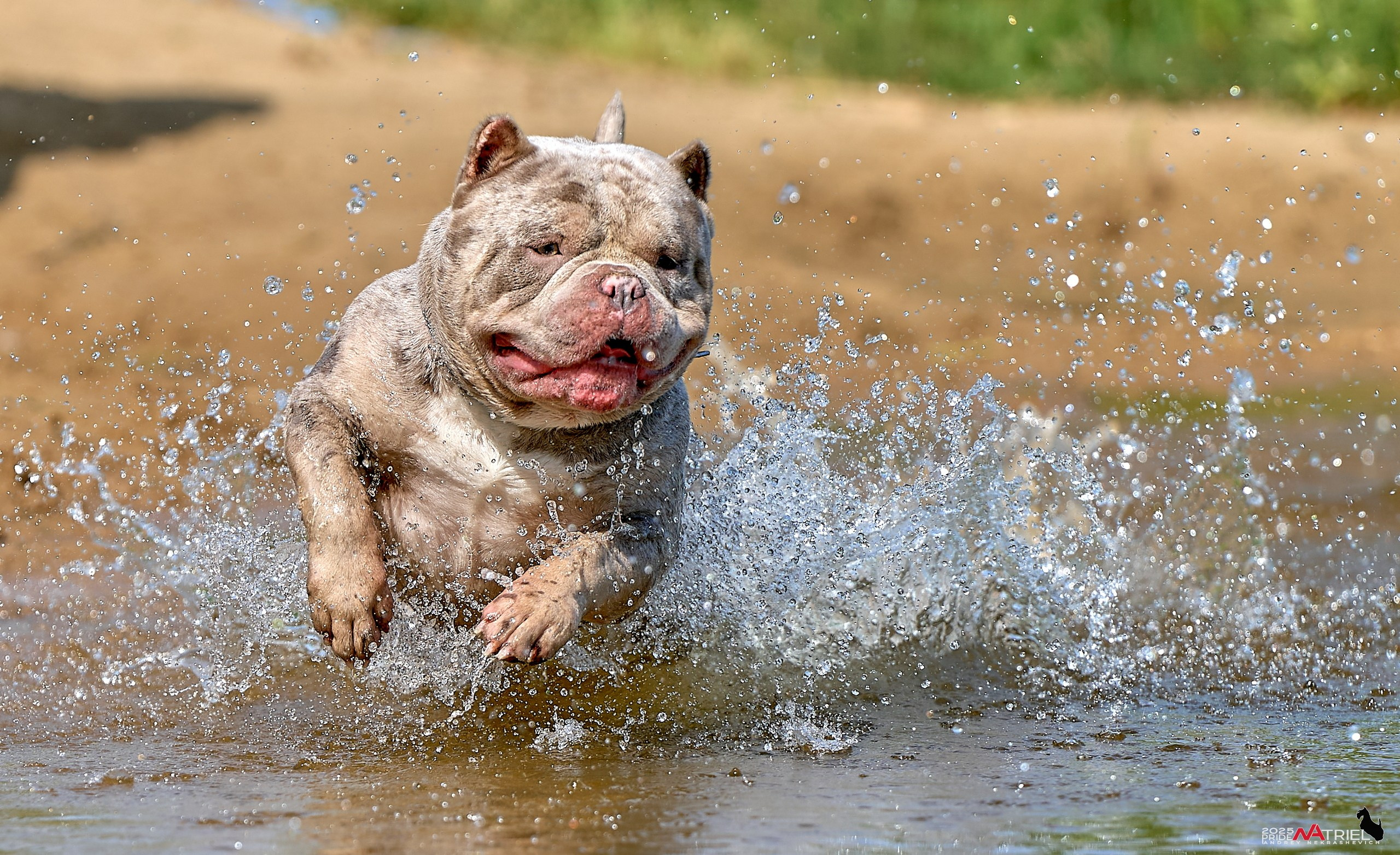 Съемка собак породы булли на природе