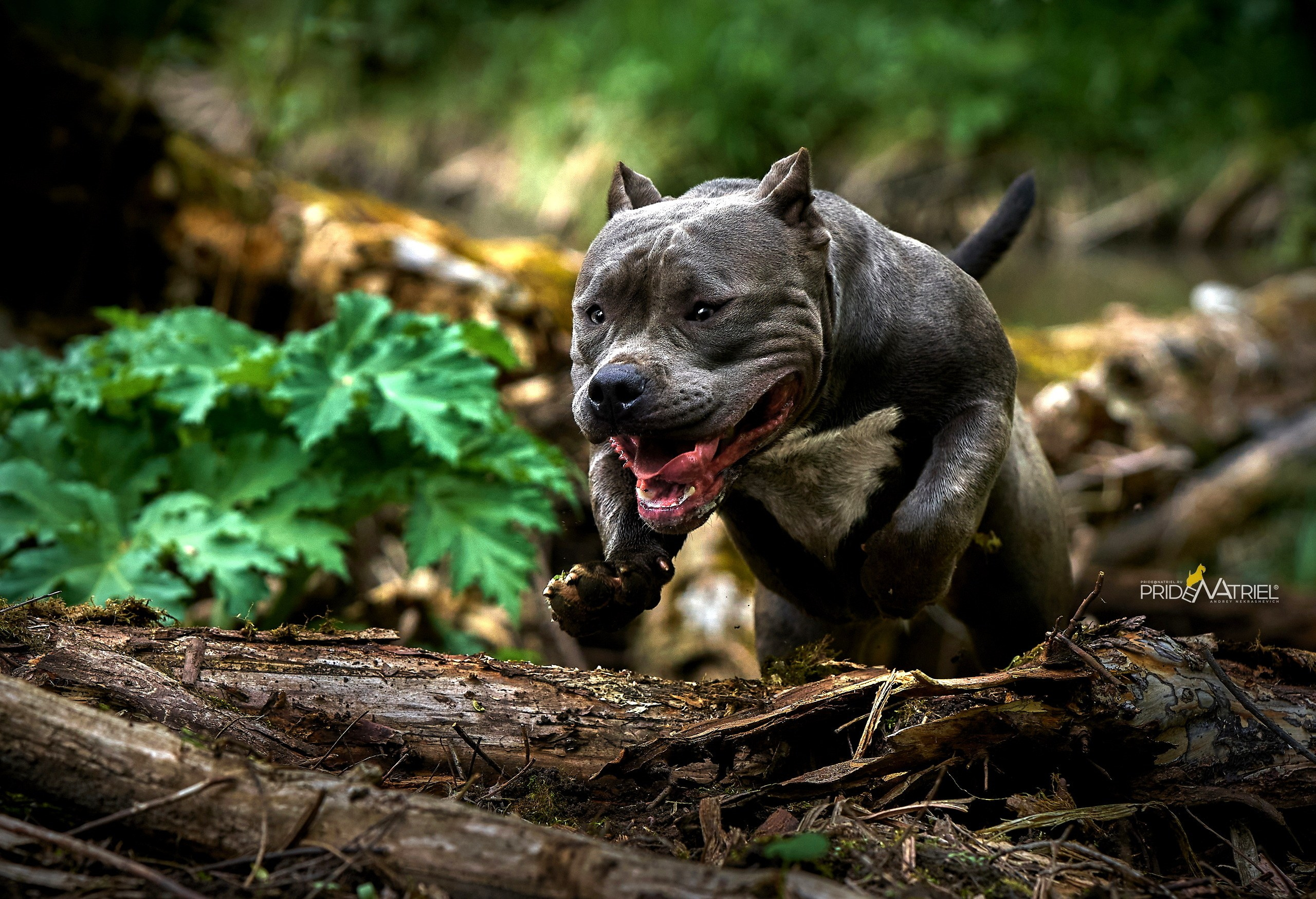 Прогулка в движении — галерея NATRIEL