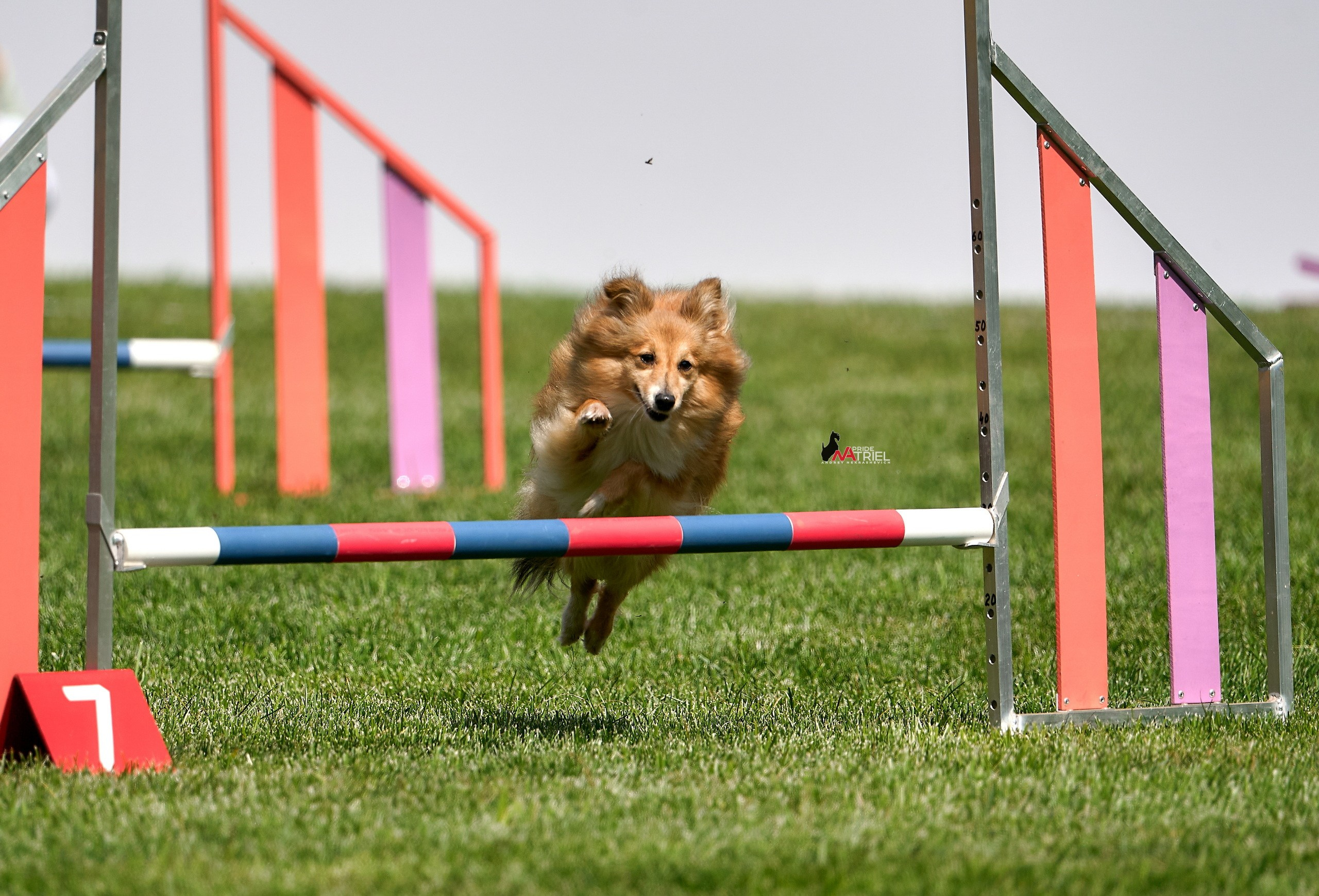 Аджилити — галерея NATRIEL