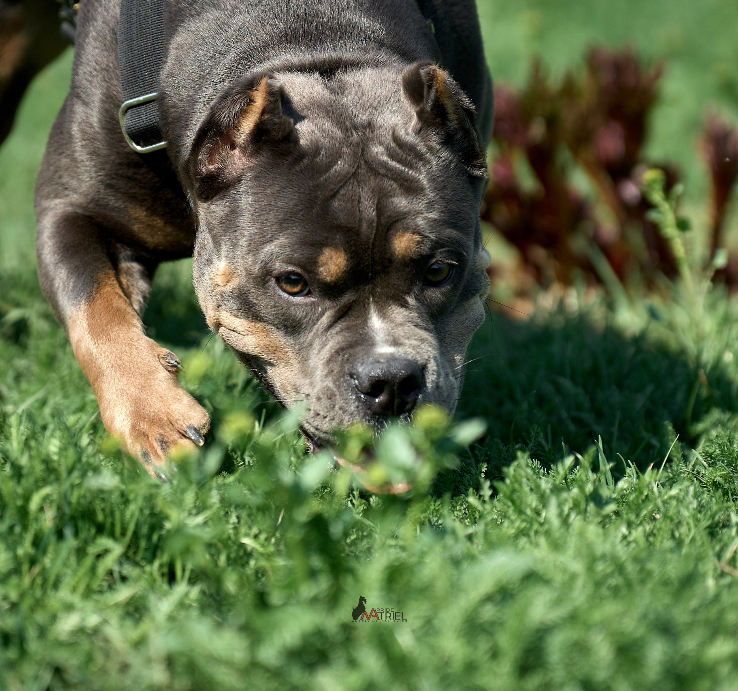 Среднеазиаты — щенки и взрослые