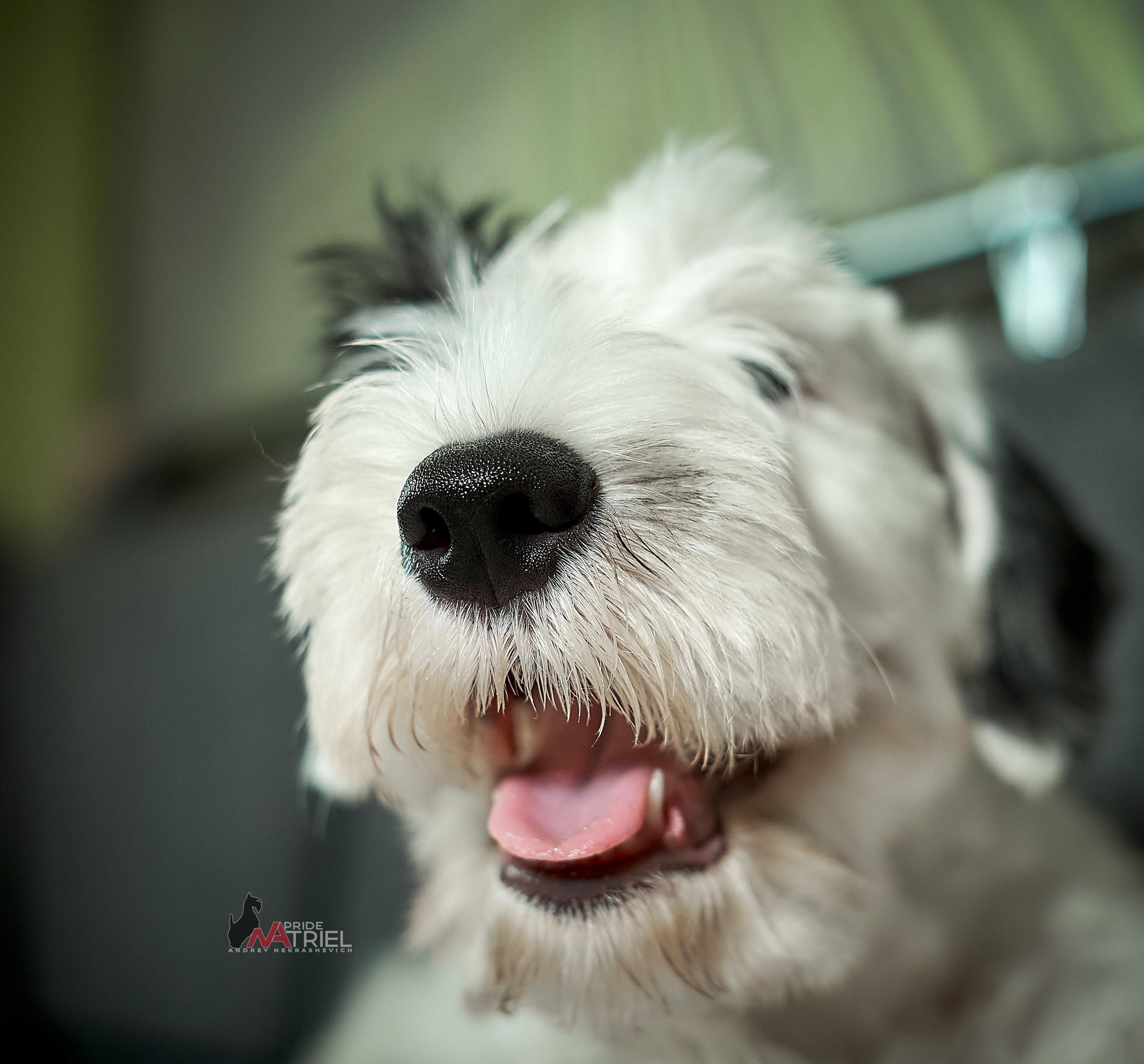 Щенки дома — галерея NATRIEL