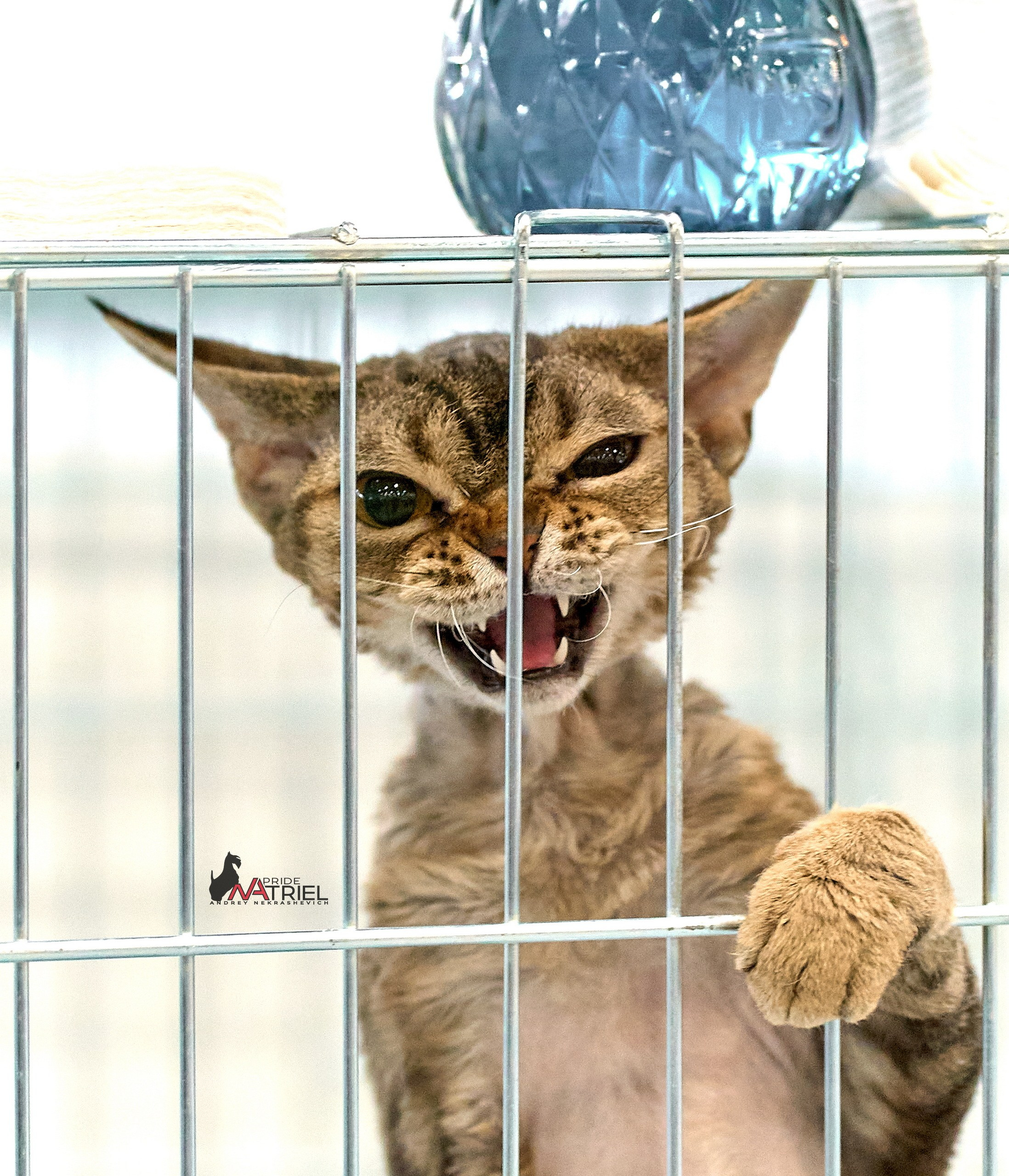 Кошки на выставках — галерея NATRIEL