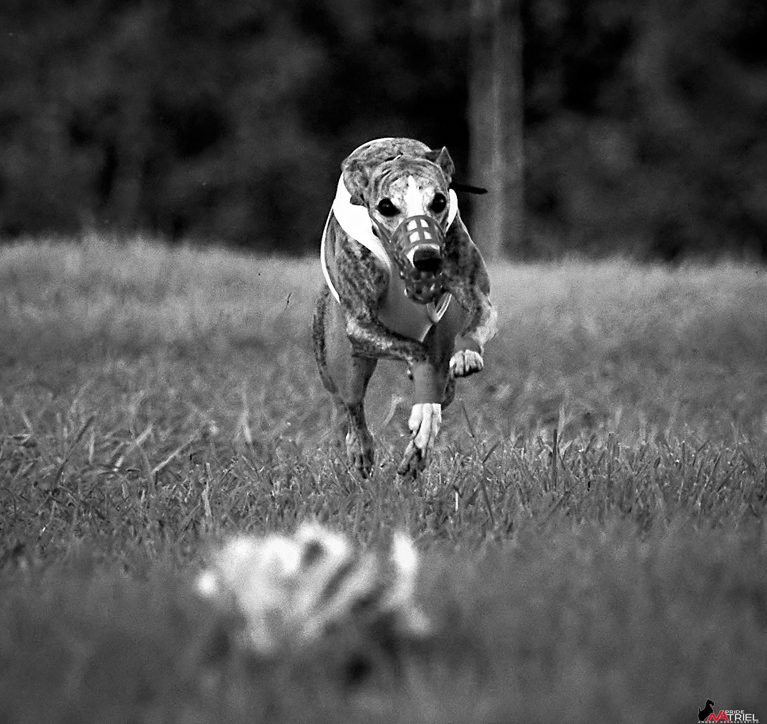 Съемка курсинг — галерея NATRIEL