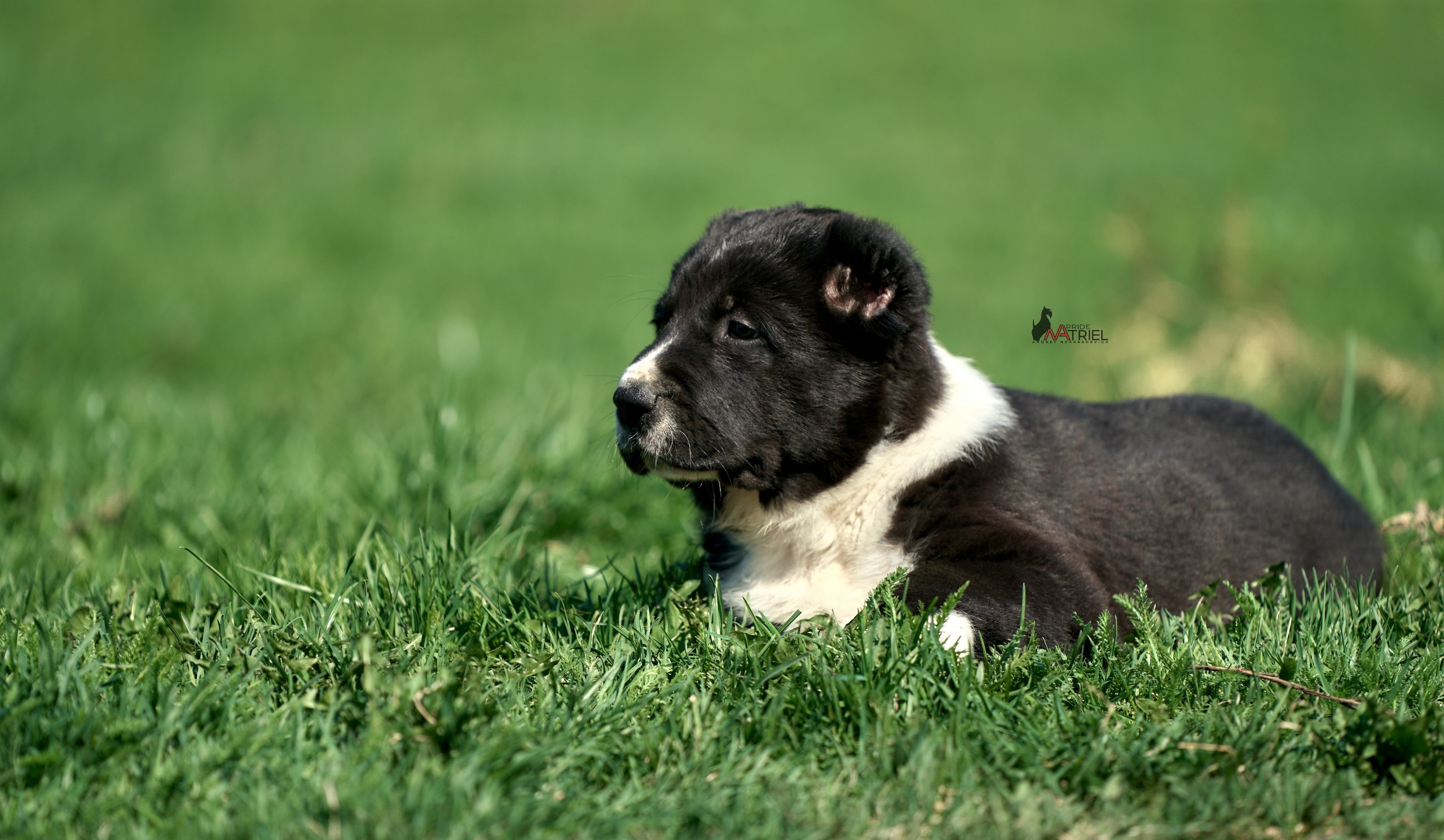 Среднеазиаты — щенки и взрослые