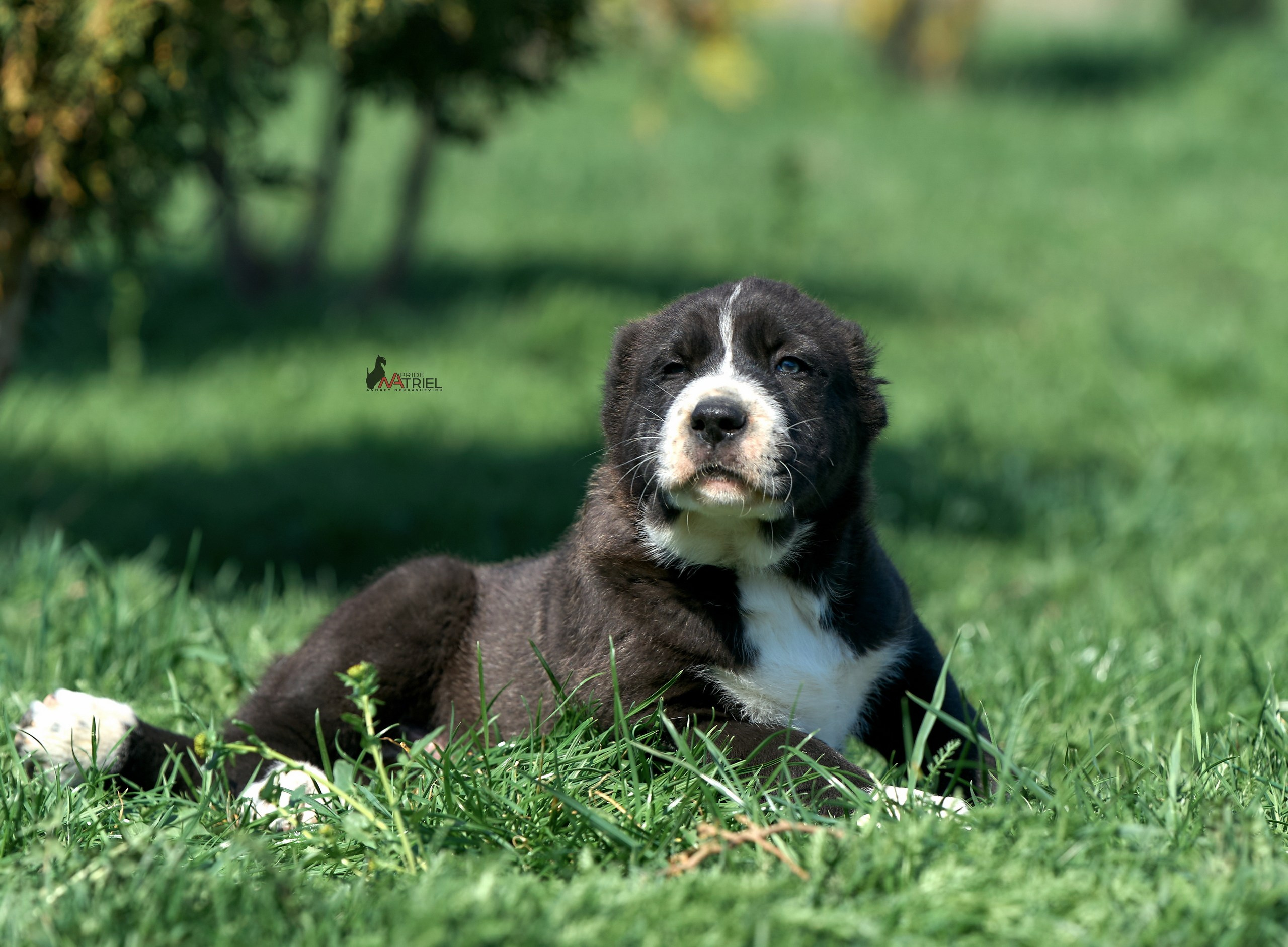 Среднеазиаты — щенки и взрослые