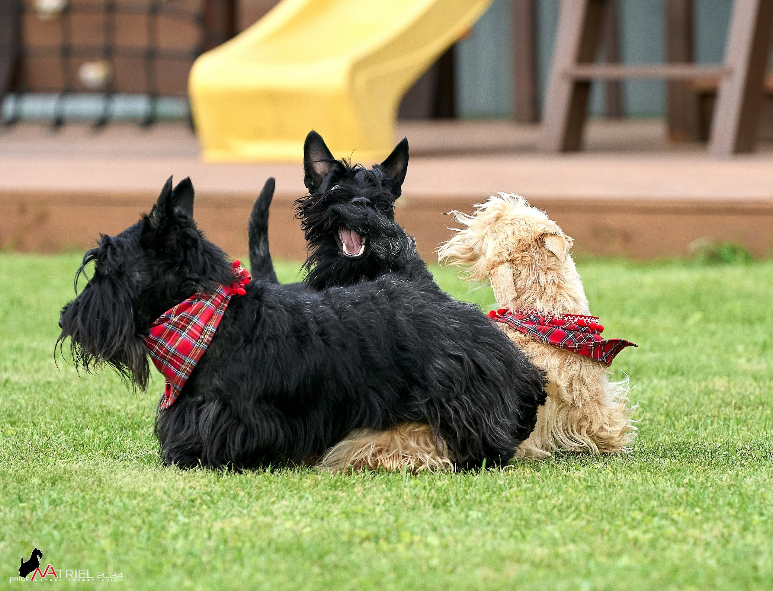 Скотчесемья «ИмпериалИти»