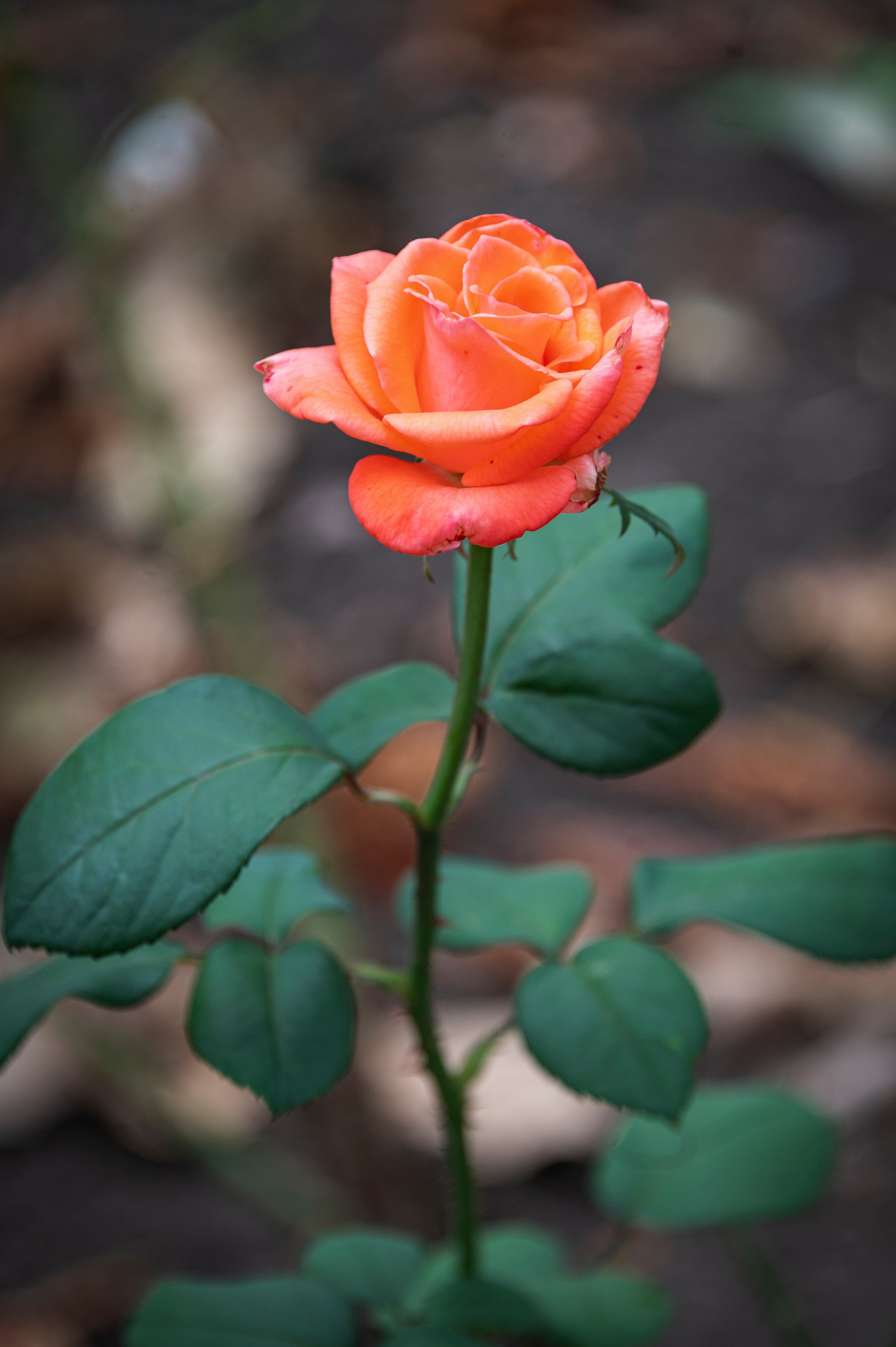 Донецк. Фотопроект «Территории»