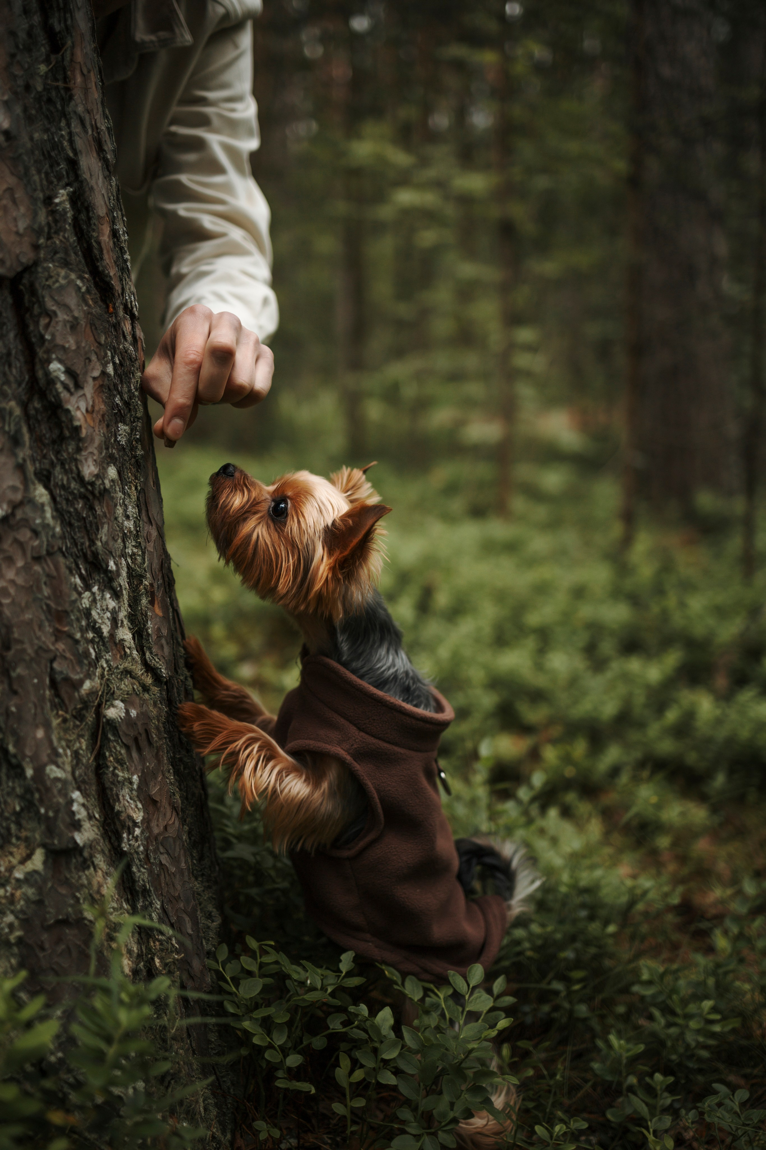 День из жизни Чуи и его семьи. Фотограф-анималист в Санкт-Петеребурге Титова Алиса
