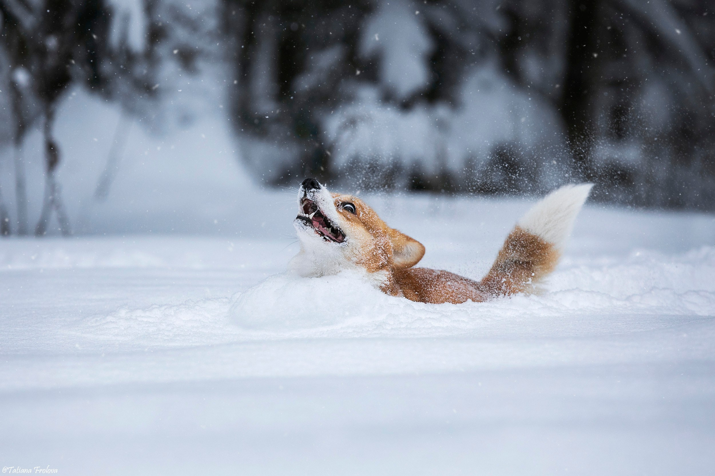 Фотосессия с собаками в зимнем лесу в Пушкино. Фотограф-анималист в Москве и Московской области Татьяна Фролова