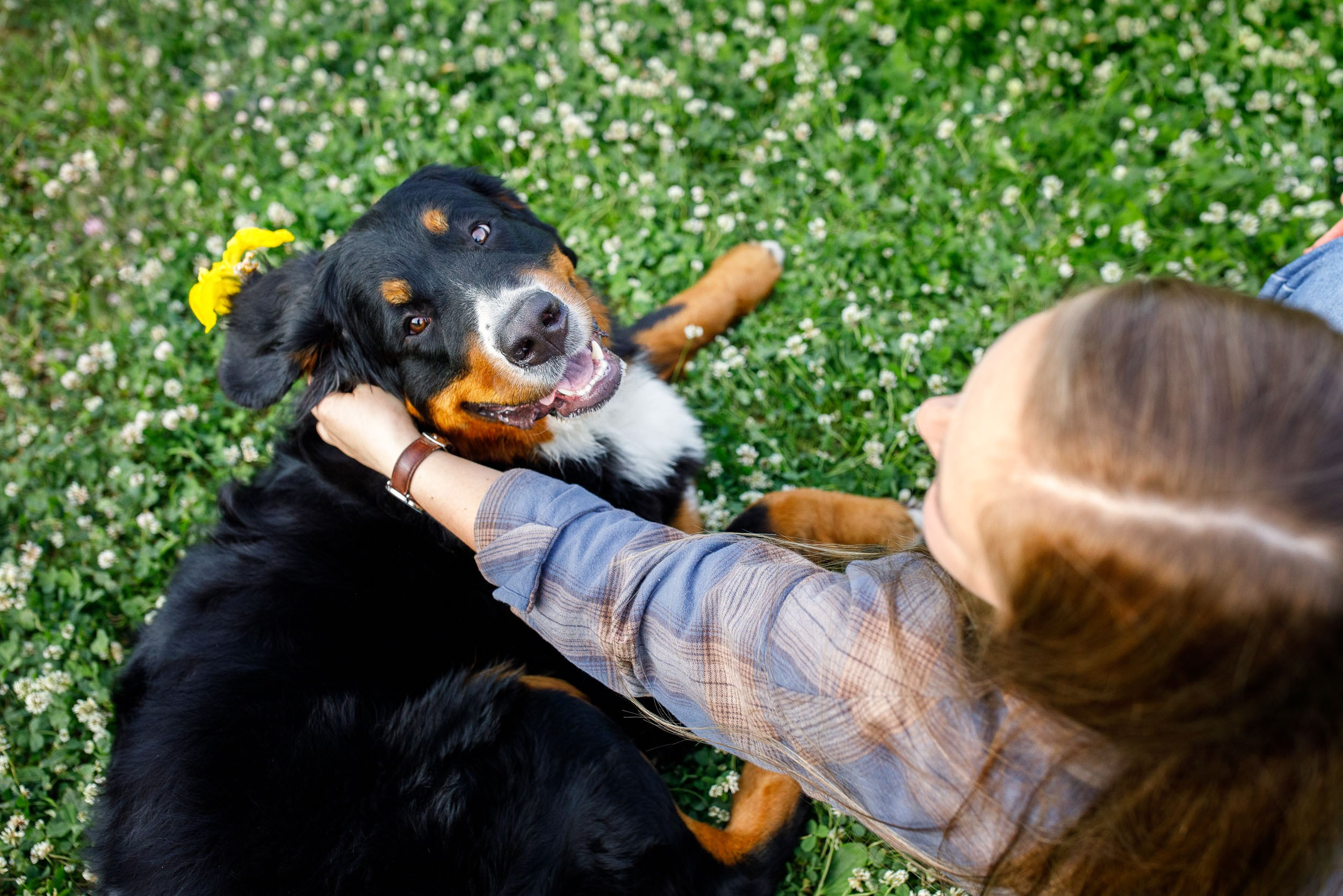 Фотопрогулка для четырех человек с собаками. Фотограф-анималист в Москве и Московской области Татьяна Фролова