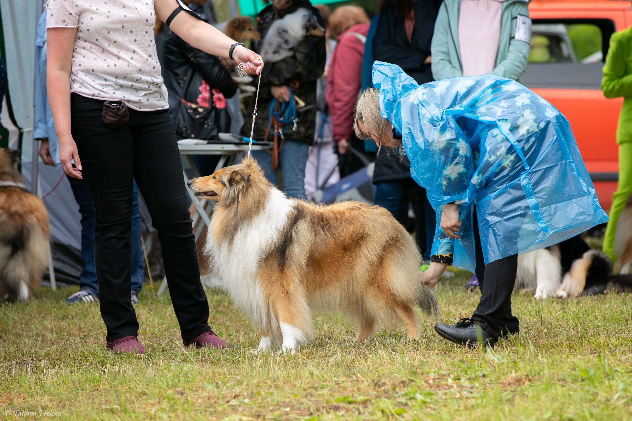 Фотосопровождение выставки собак в Московской области и Москве. Фотограф-анималист в Москве и Московской области Татьяна Фролова