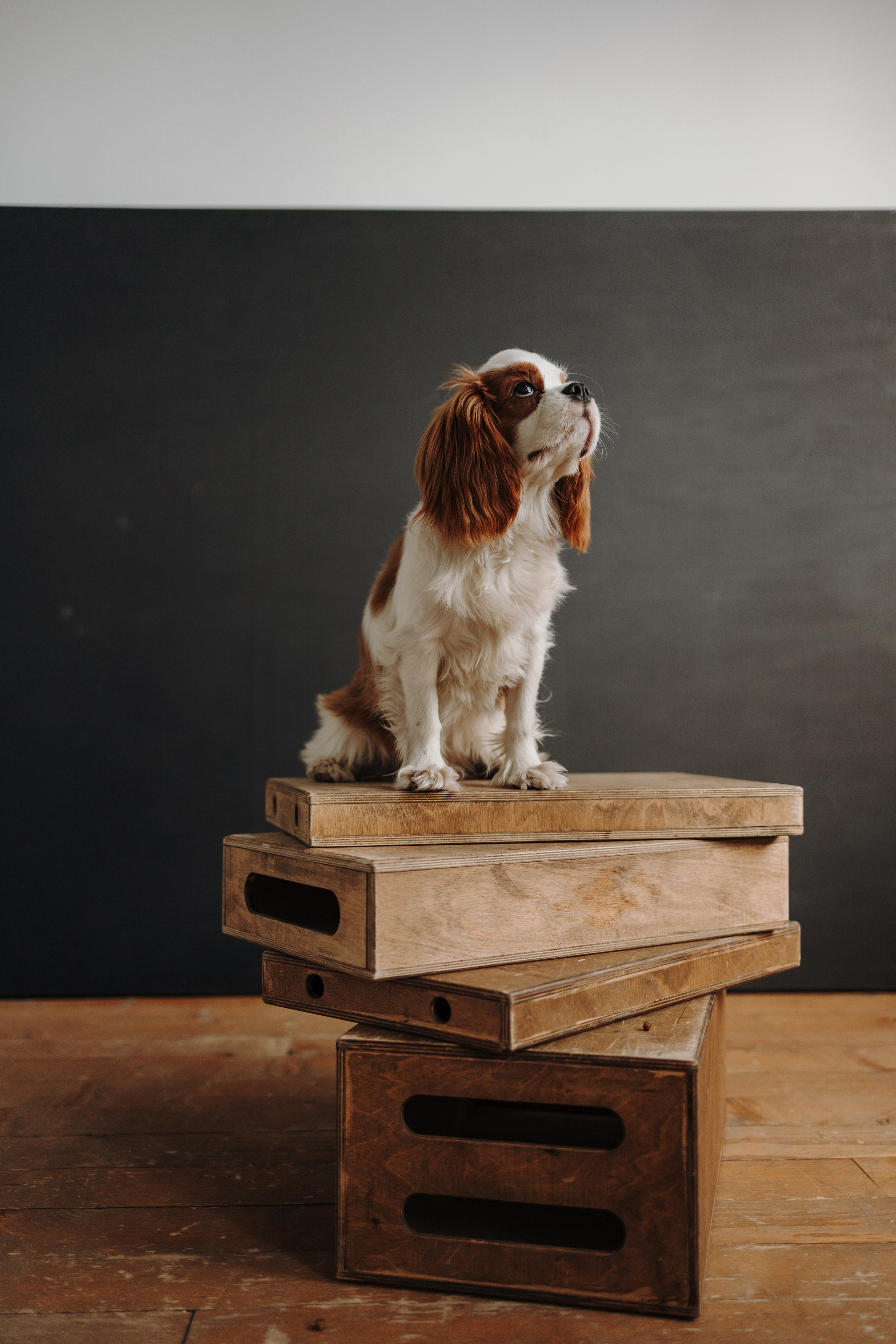 Плуто и его семья. Фотограф — Анималист | Санкт-Петербург