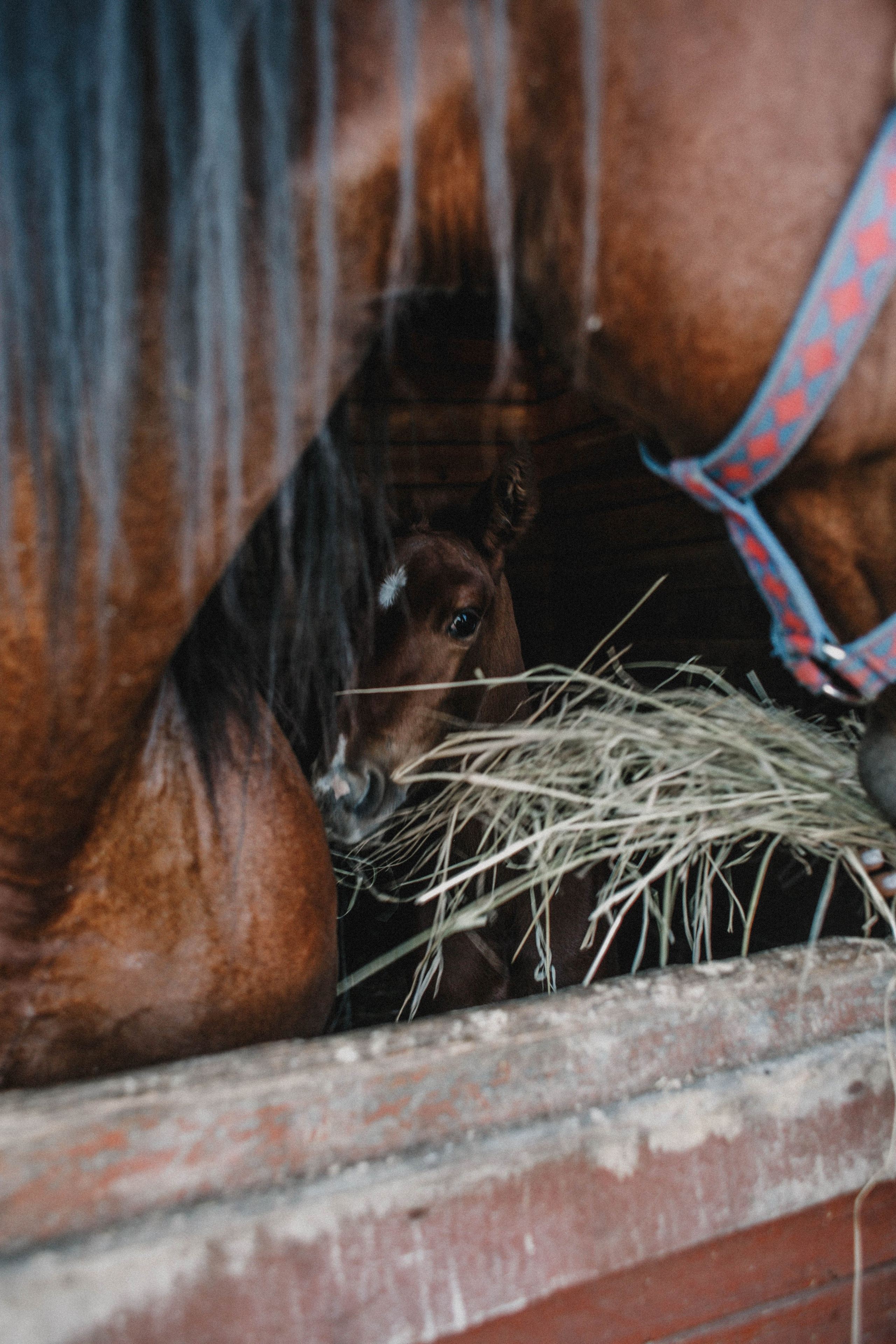 Варвара. Лошади. Закат. Фотограф в Нижнем Новгороде