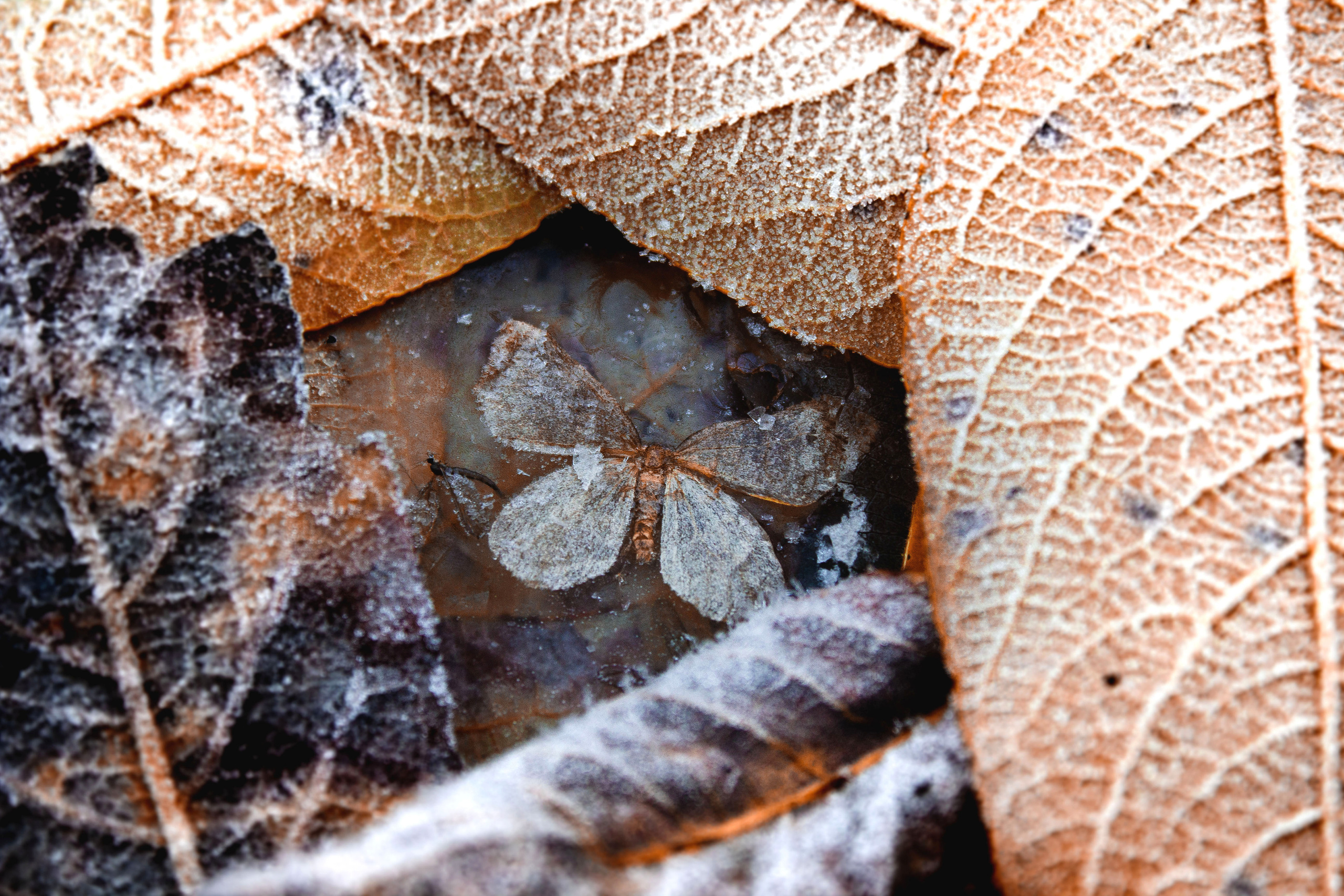 Природное. Обо всём