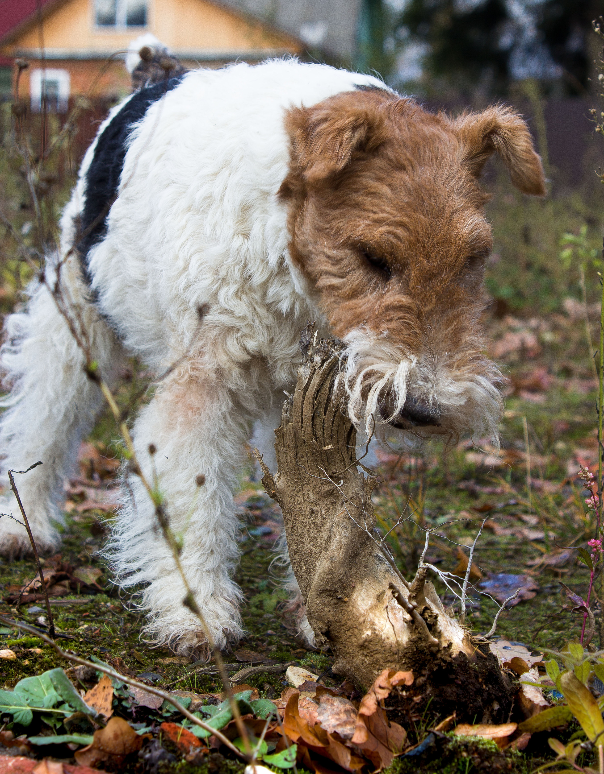 Животные. Обо всём