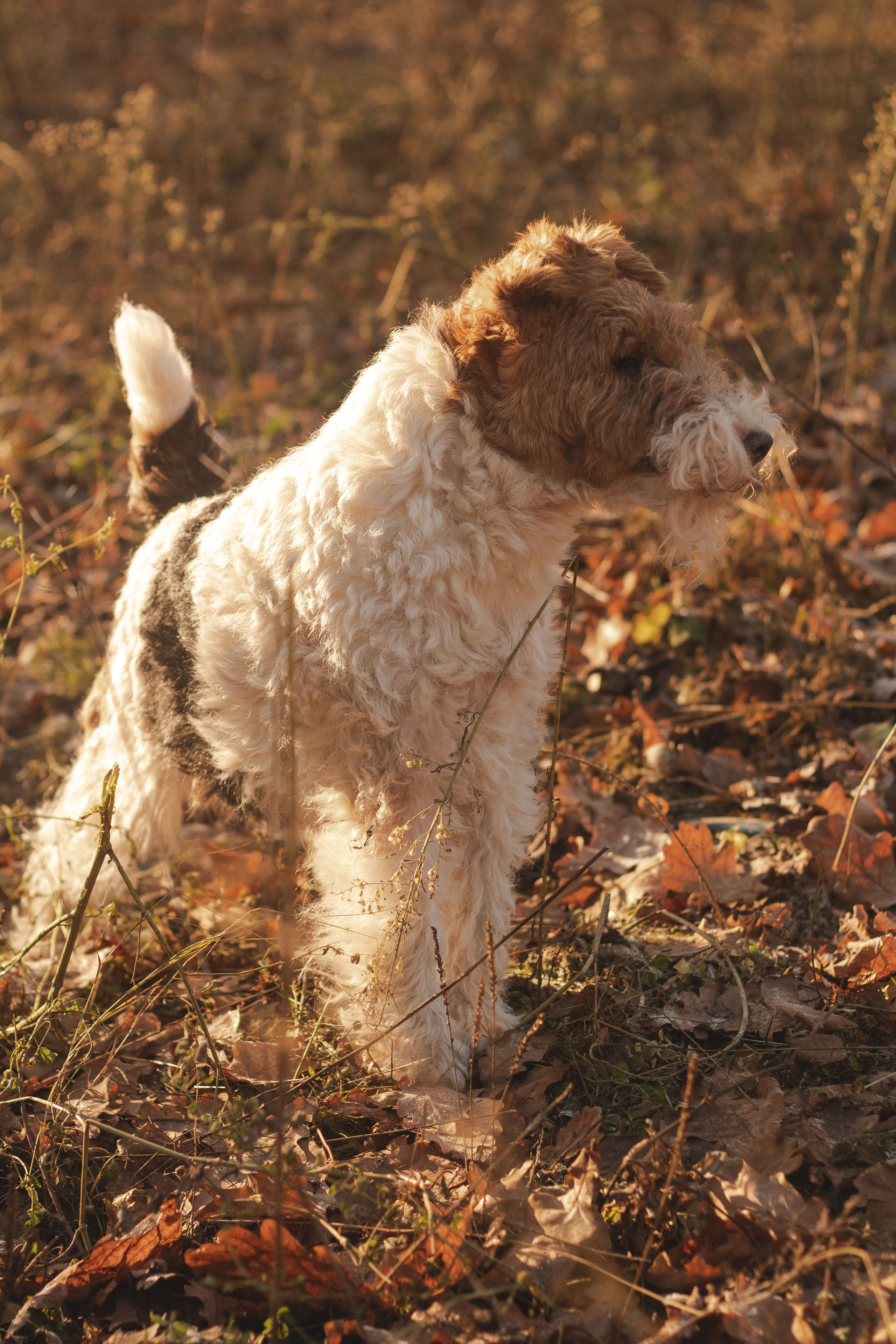 Животные. Обо всём
