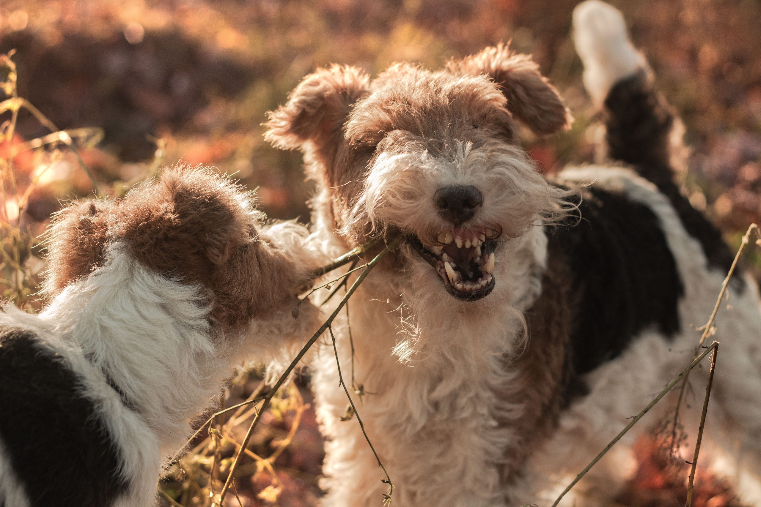 Животные. Обо всём