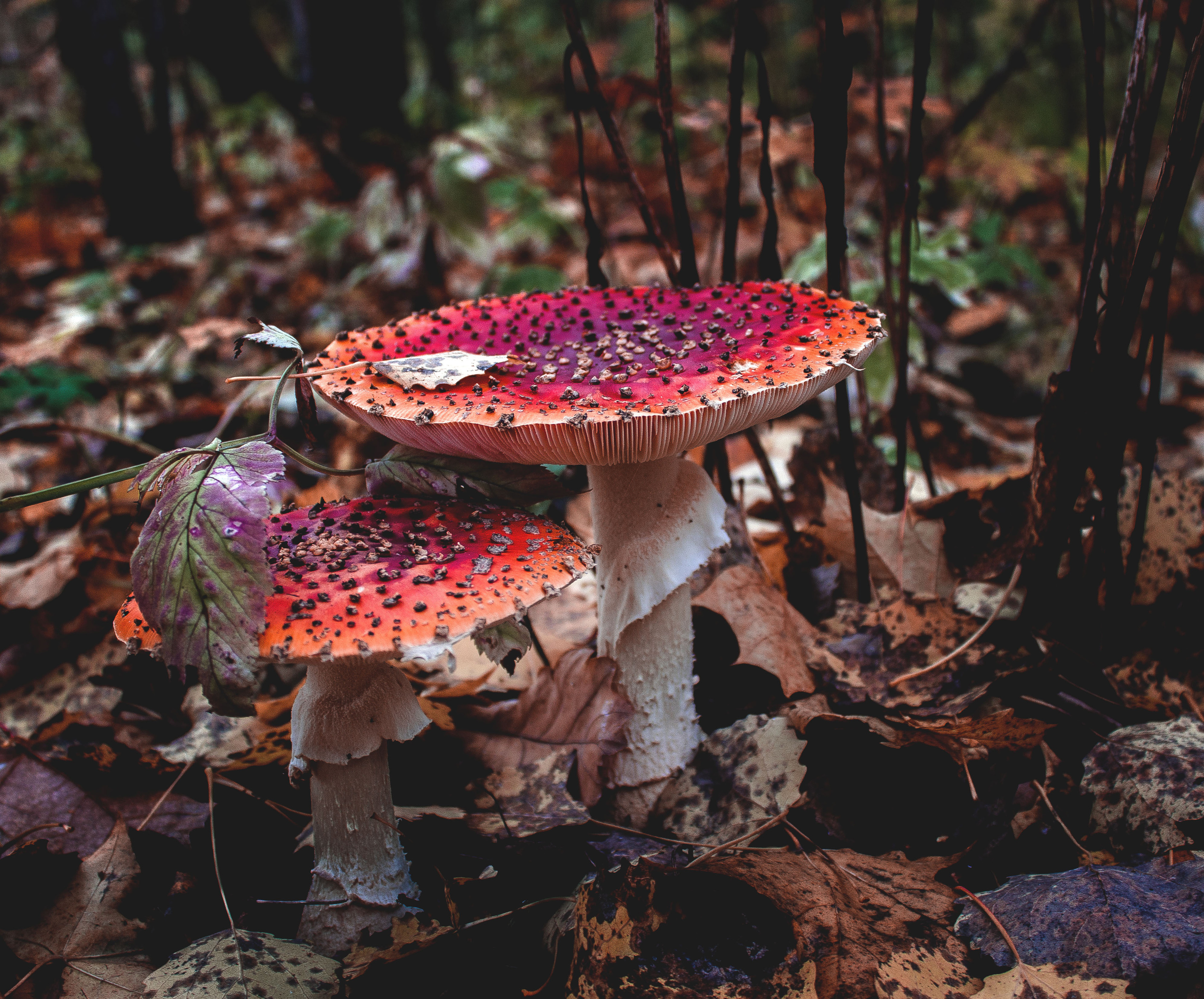 Природное. Обо всём