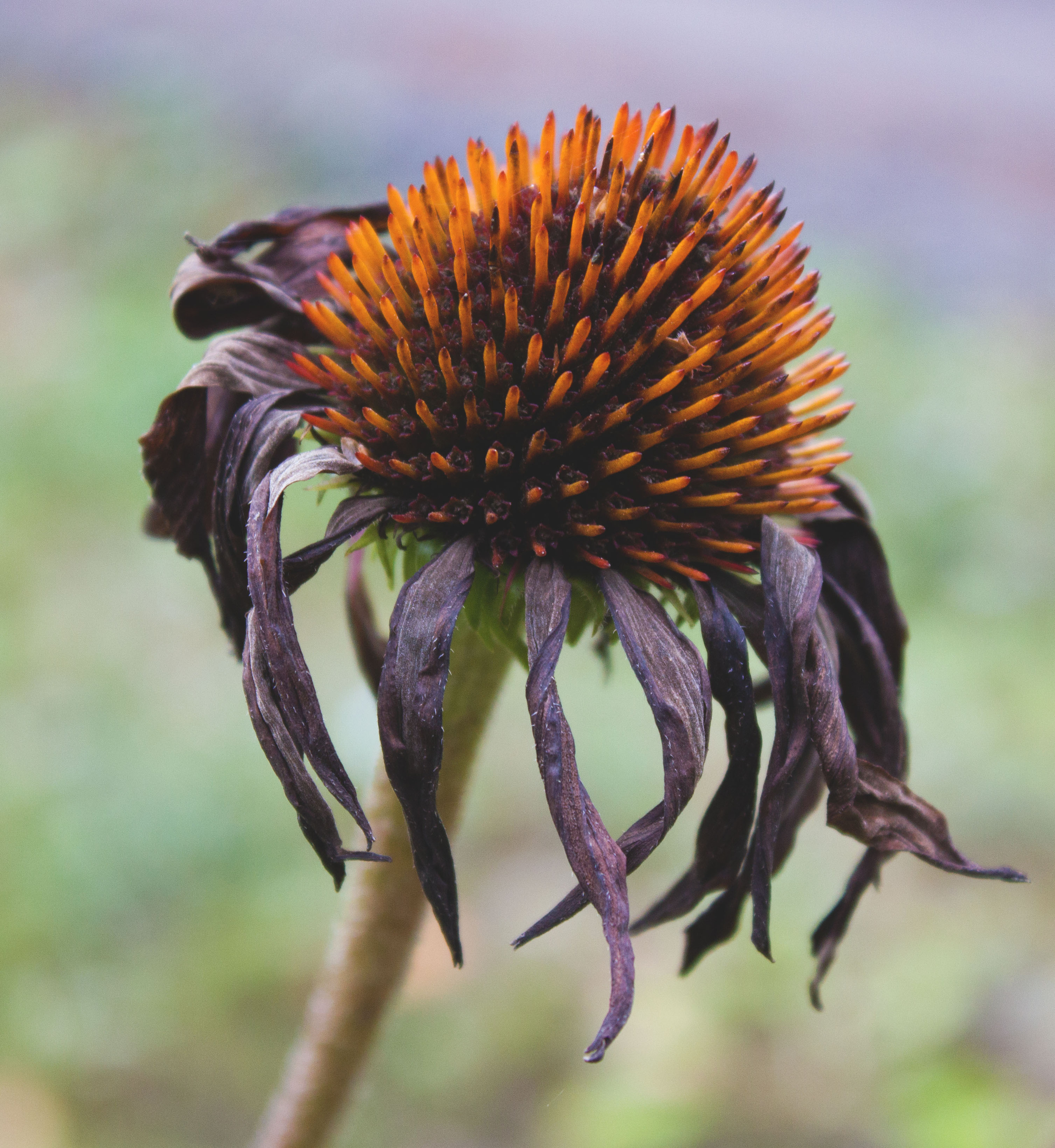 Природное. Обо всём