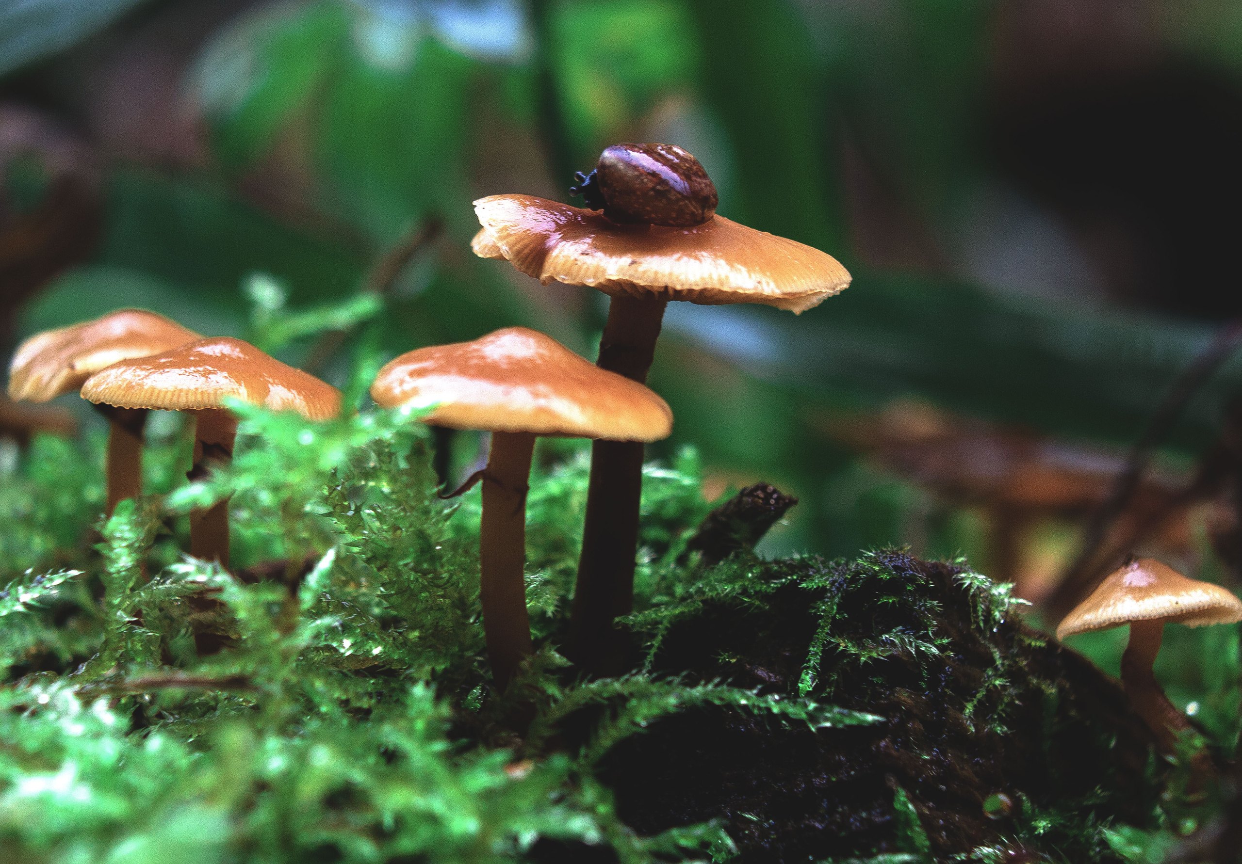 Природное. Обо всём