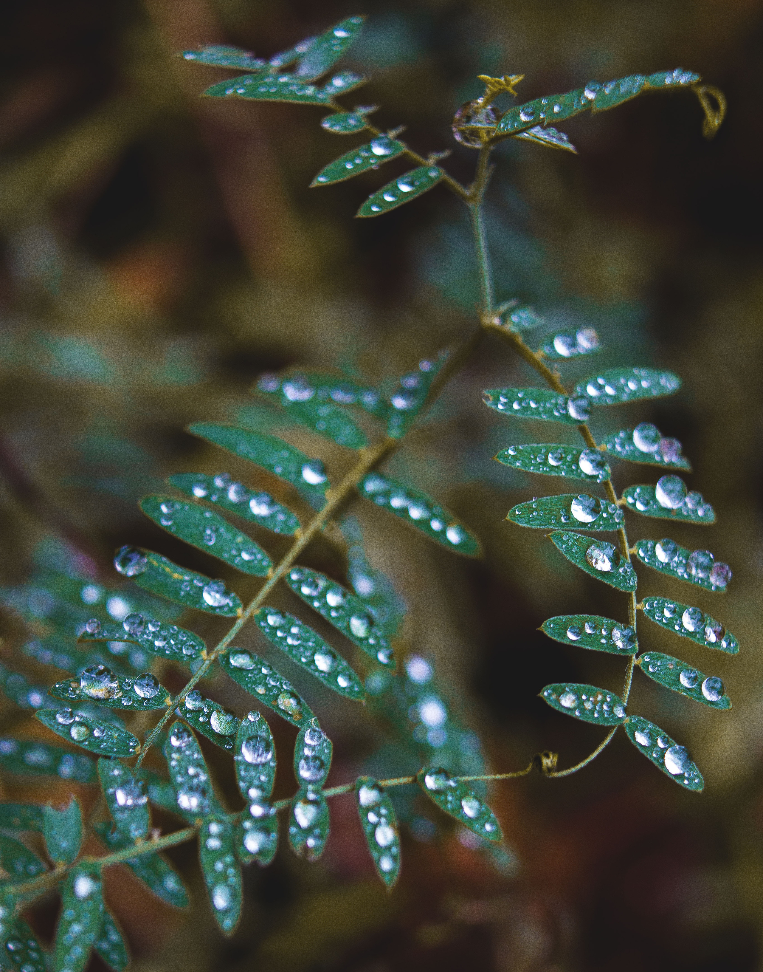 Природное. Обо всём