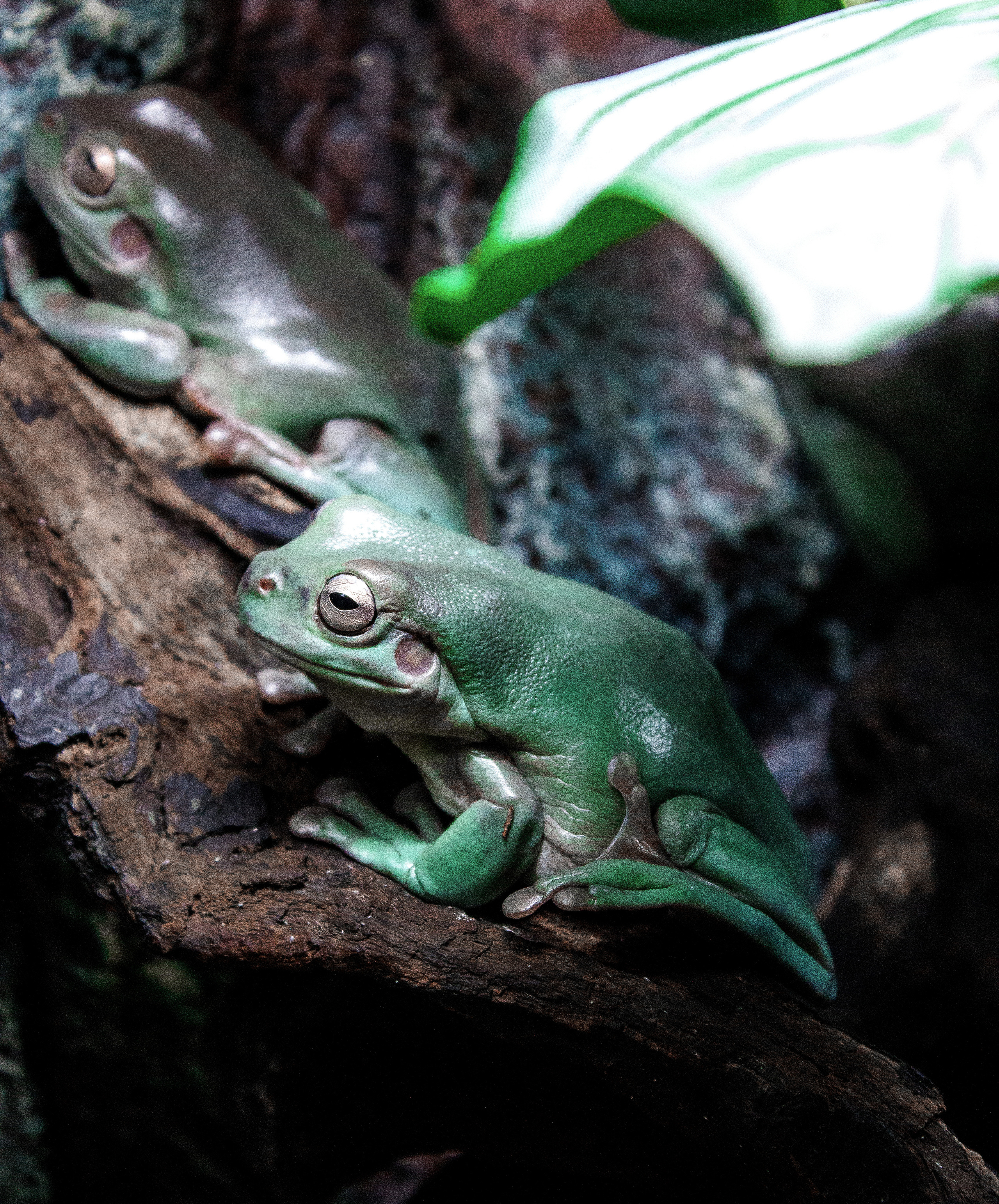 Животные. Обо всём