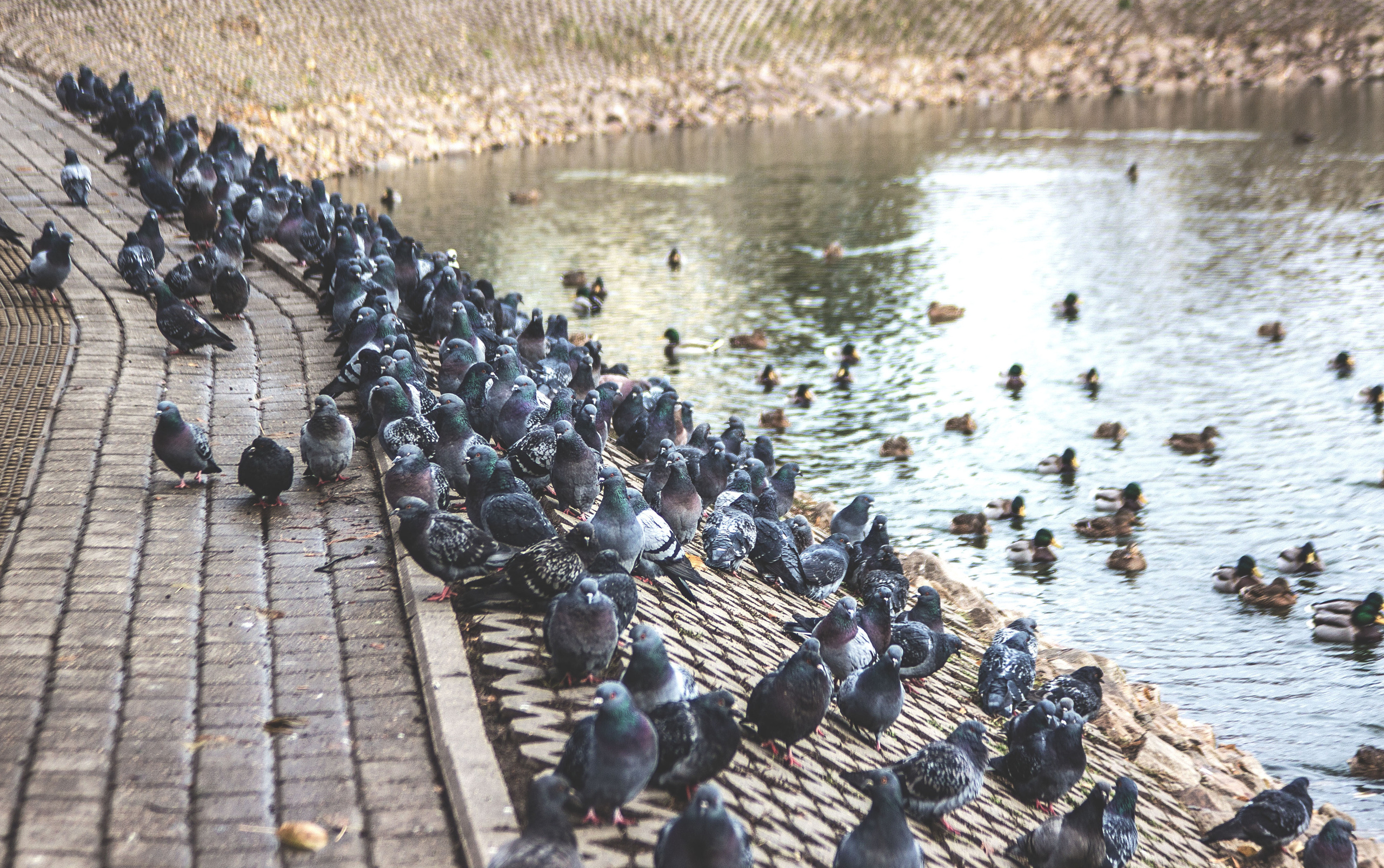 Животные. Обо всём