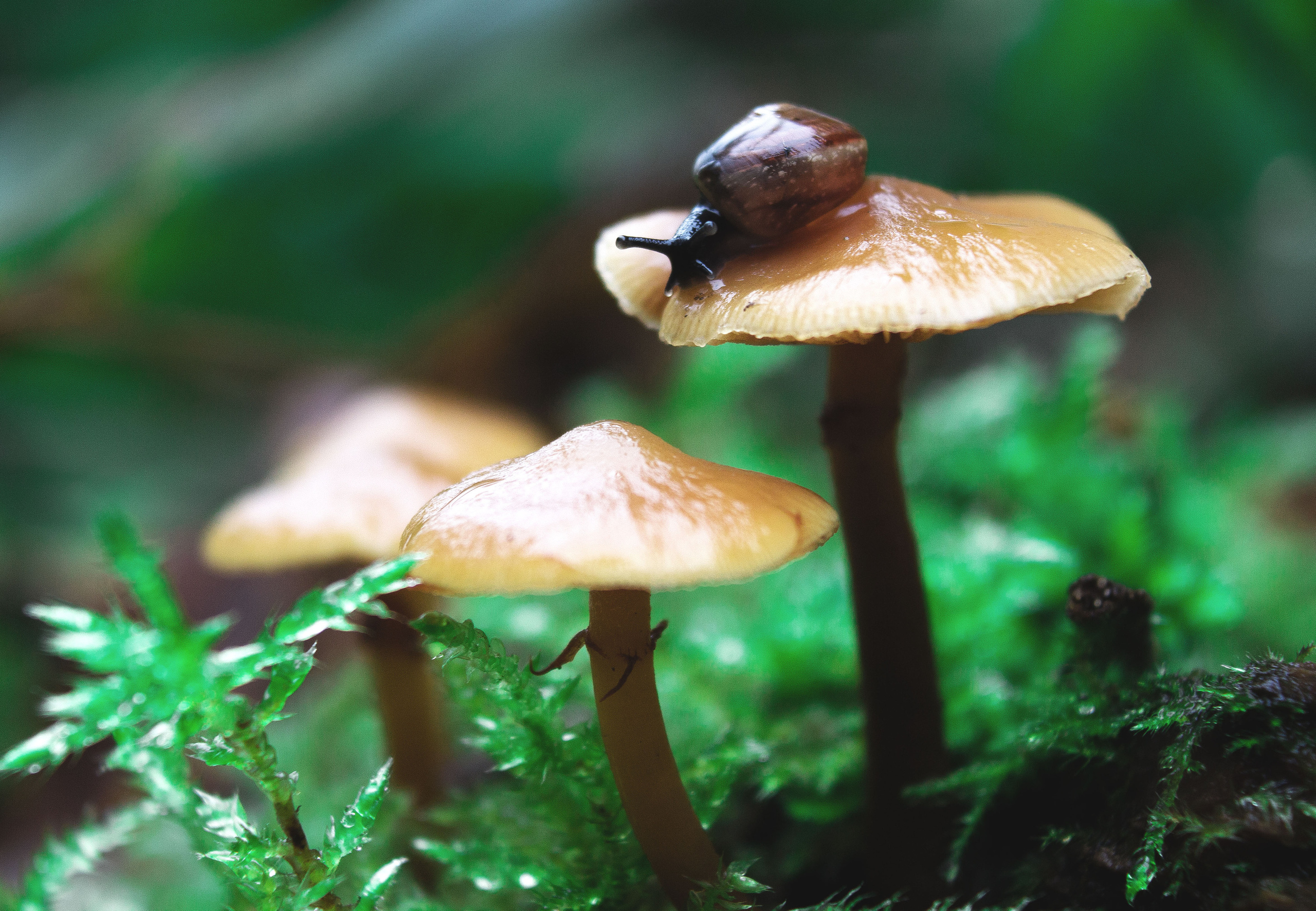 Природное. Обо всём