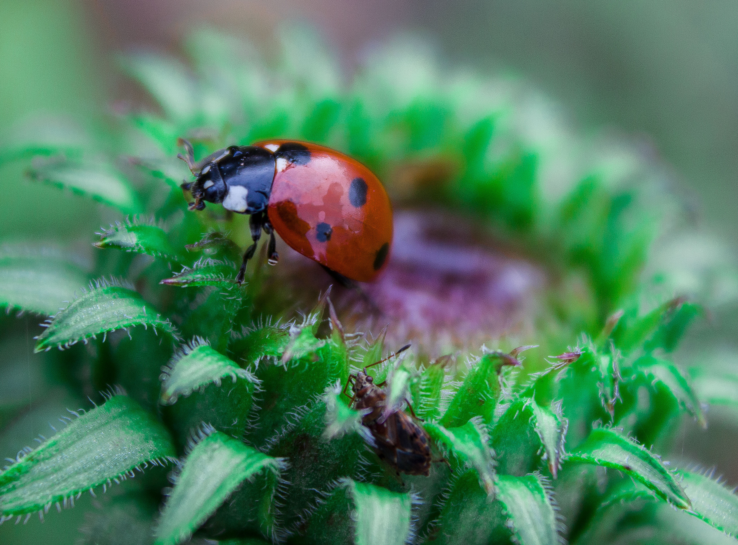Макро. Обо всём