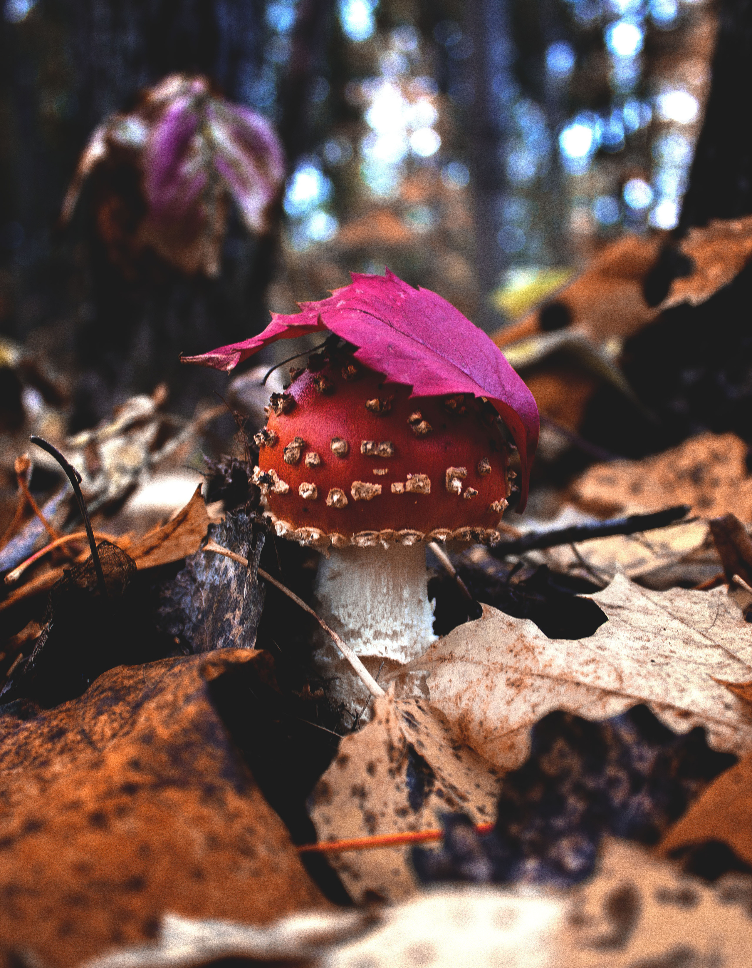 Природное. Обо всём