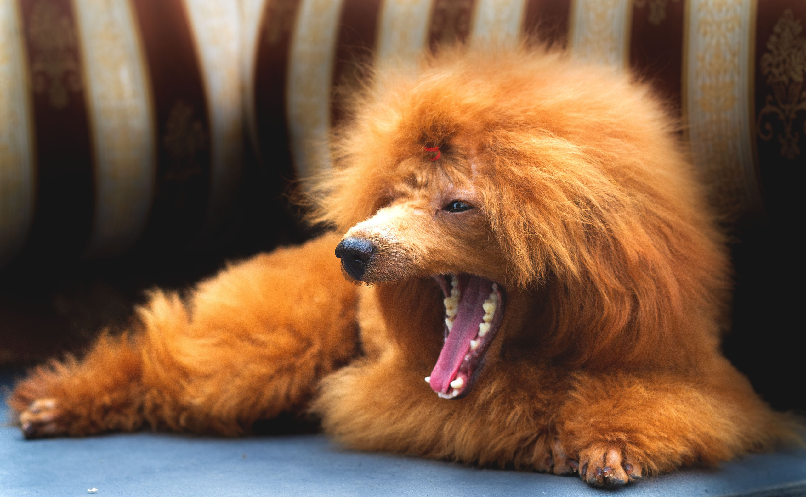 Животные. Обо всём