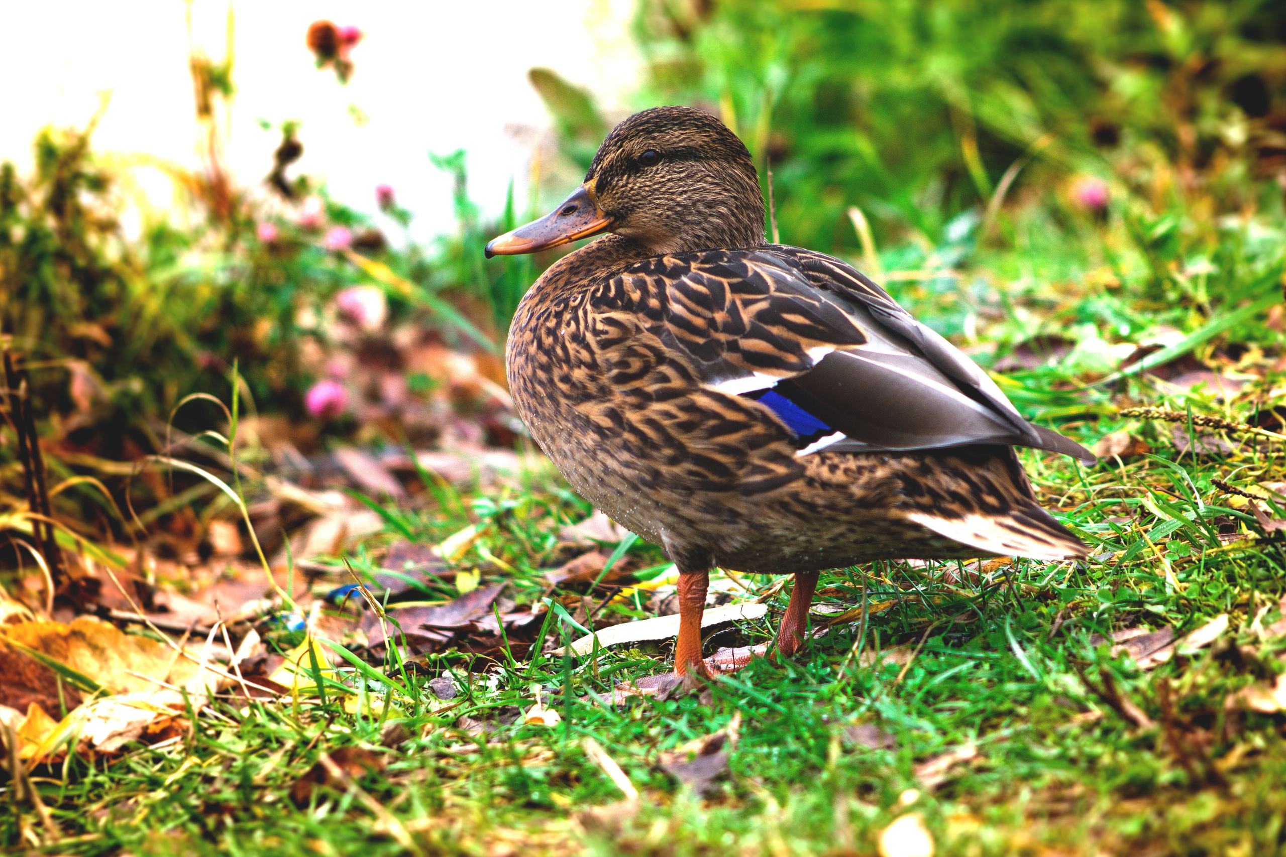 Животные. Обо всём