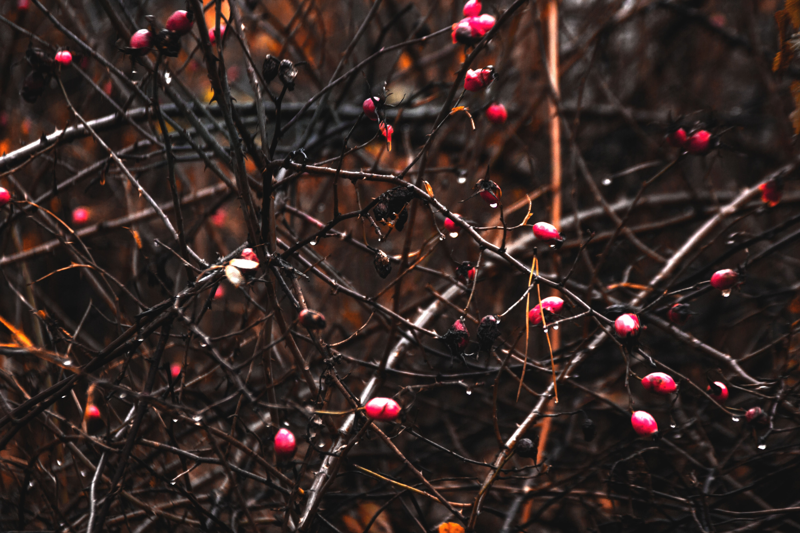 Природное. Обо всём