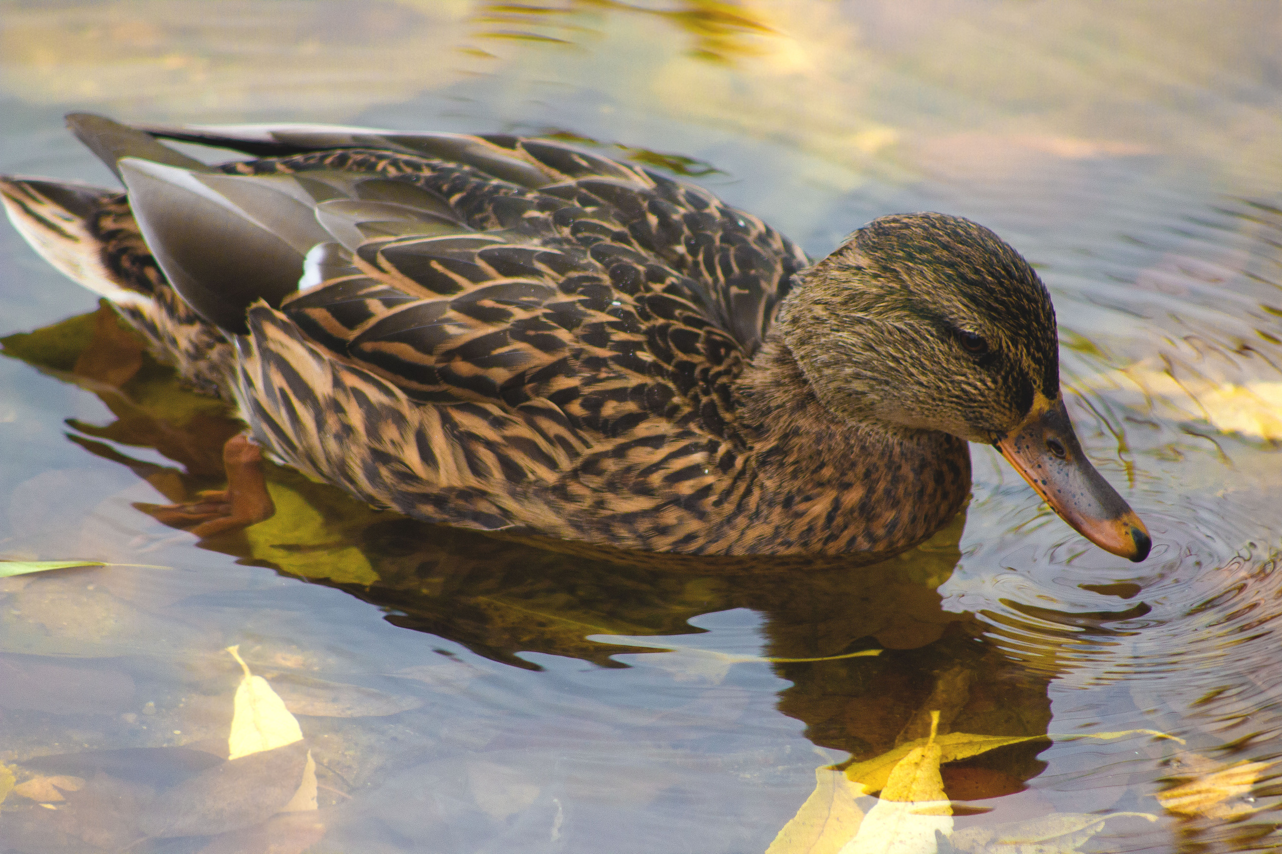 Животные. Обо всём