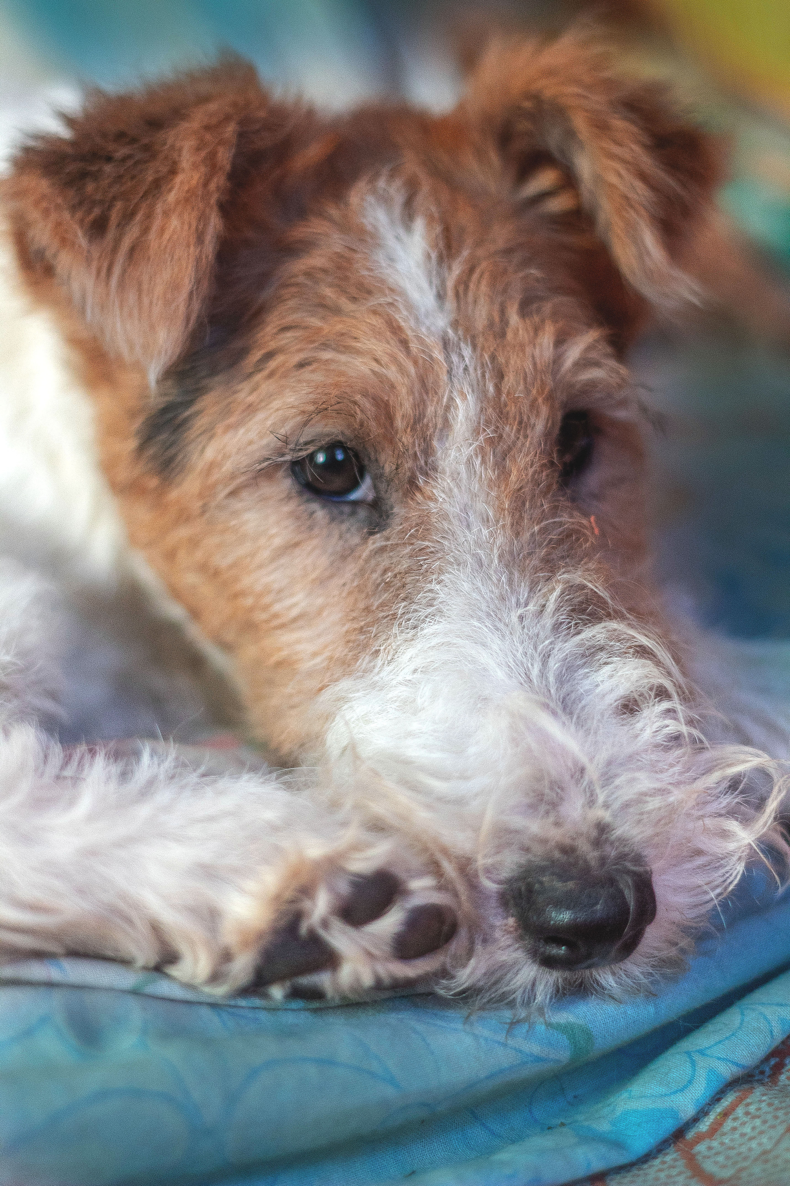 Животные. Обо всём