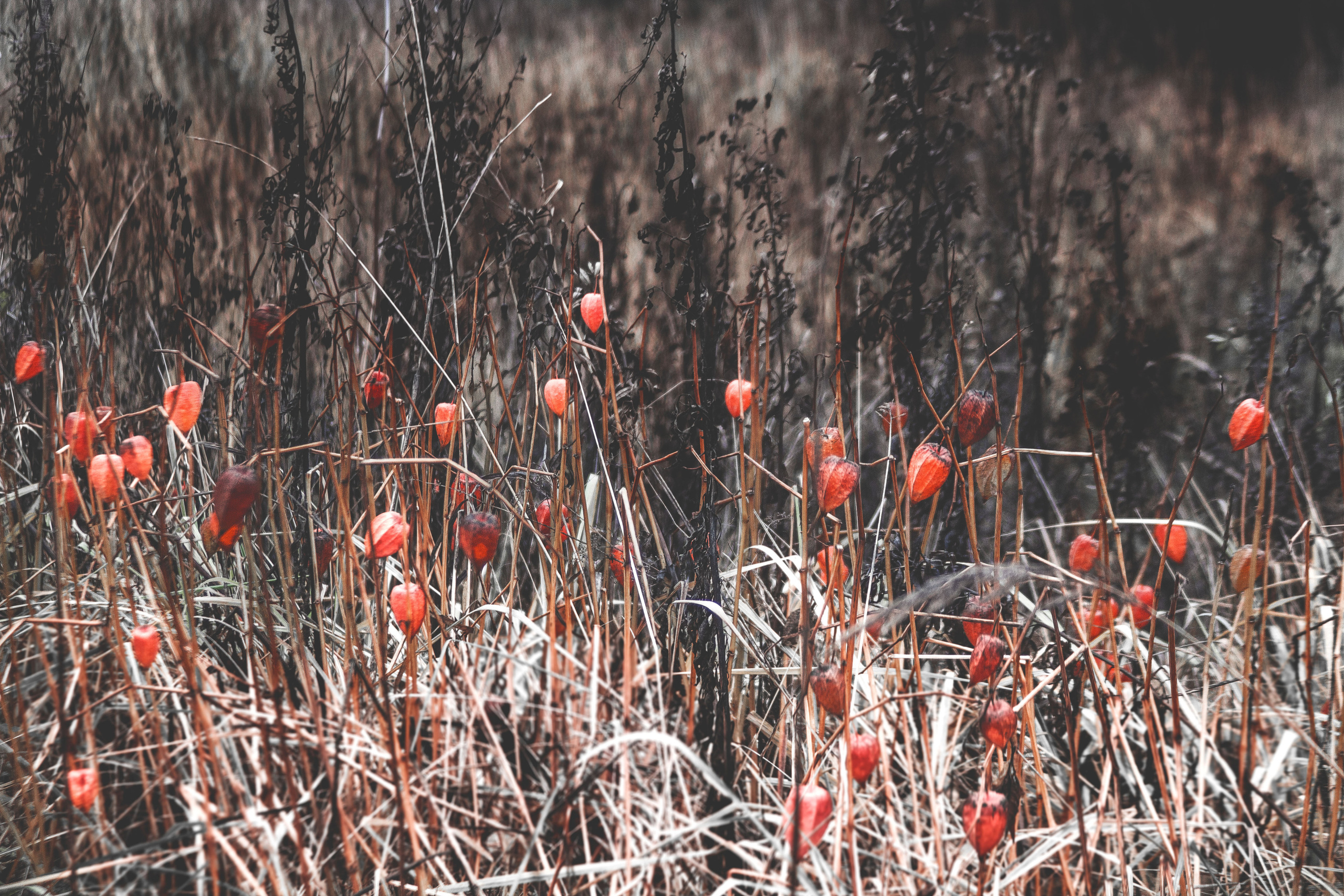 Природное. Обо всём