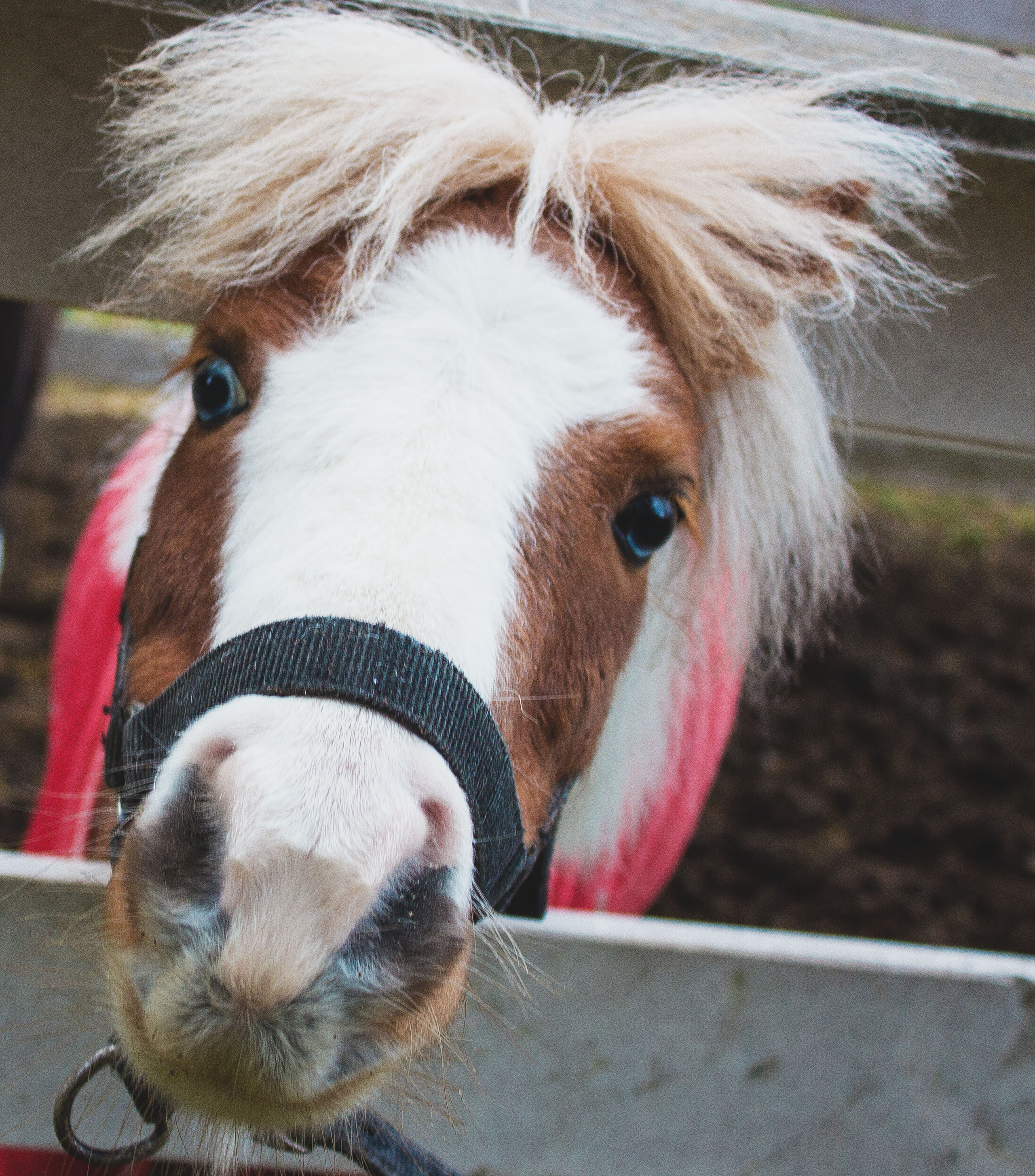 Животные. Обо всём