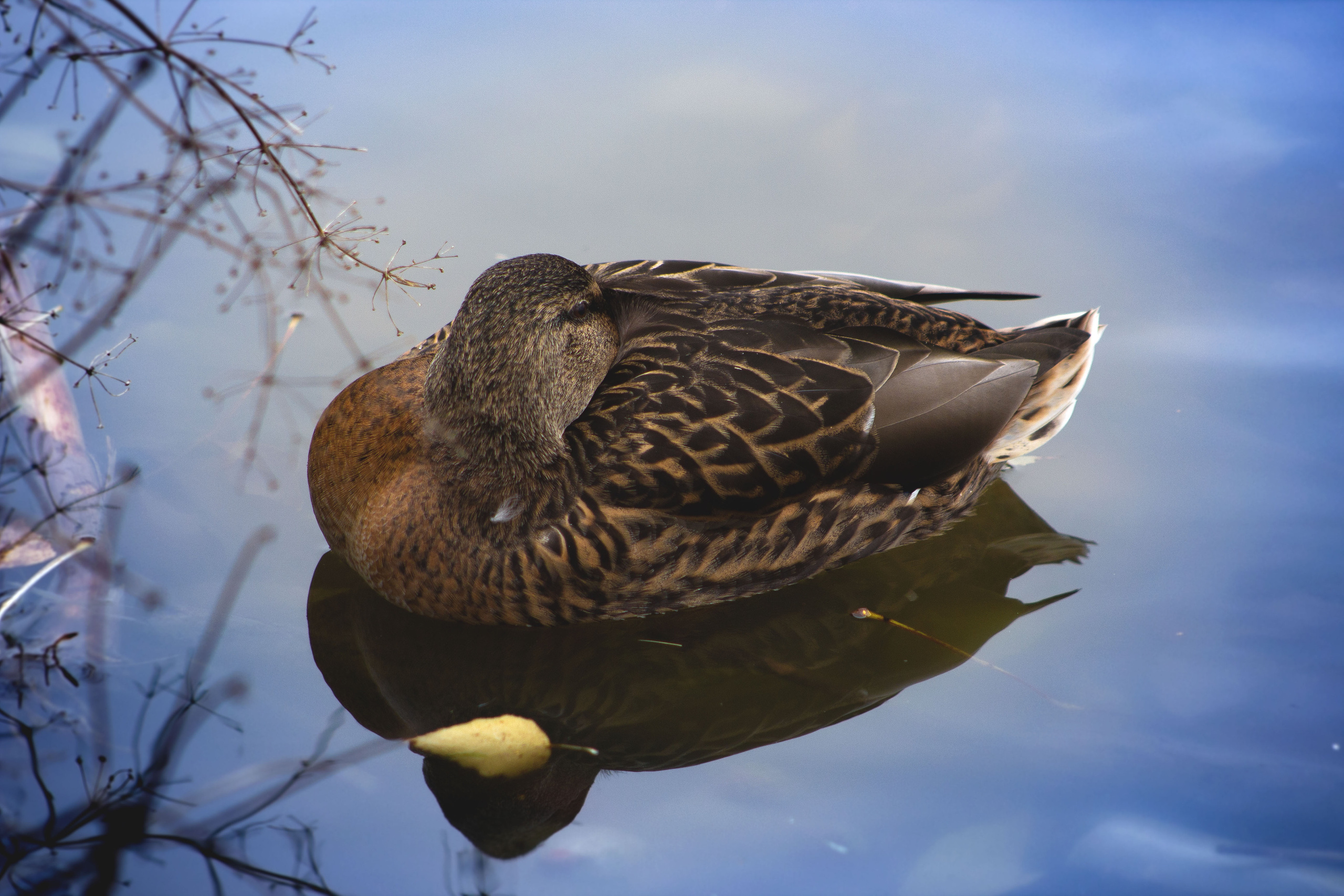 Животные. Обо всём