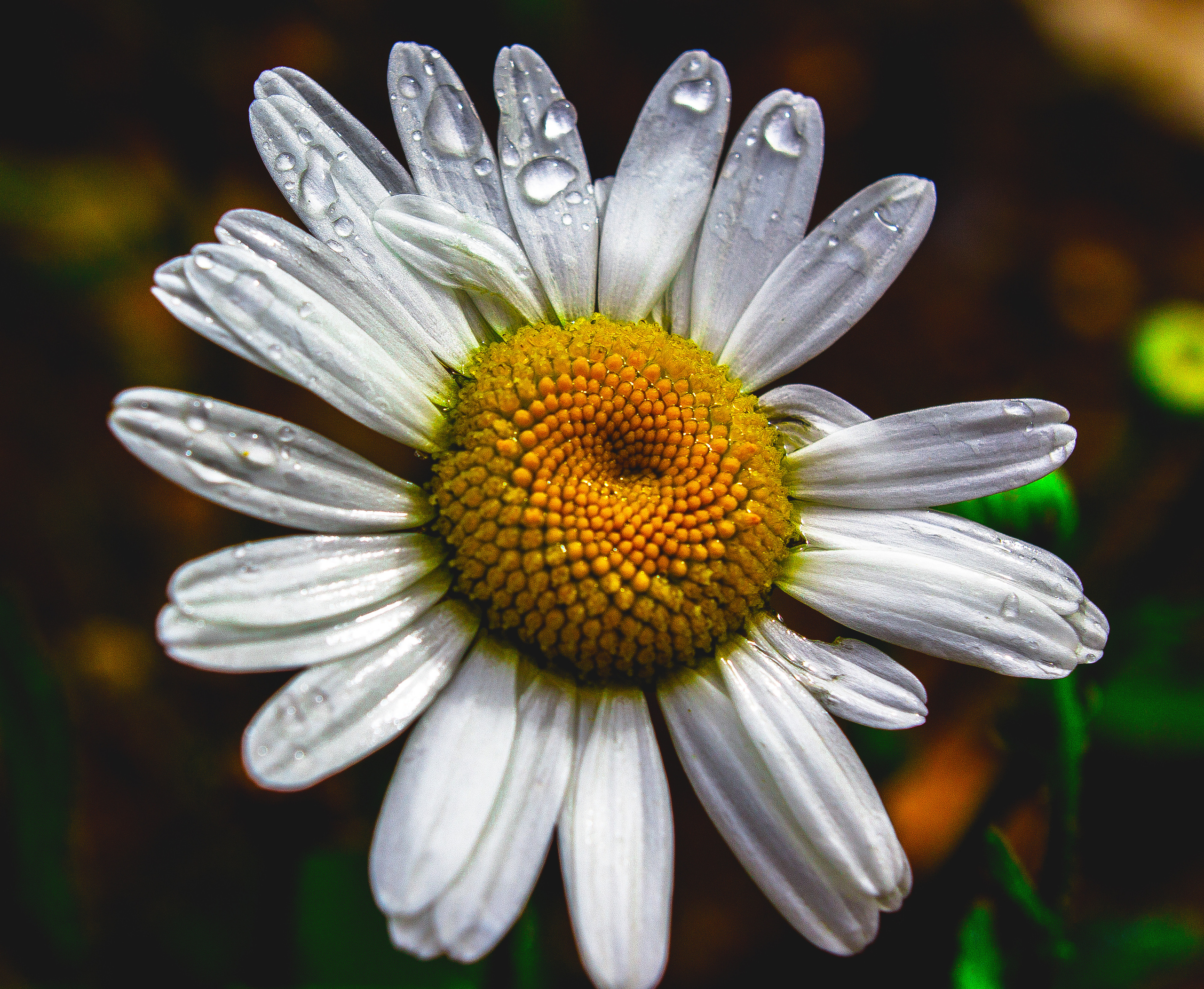 Природное. Обо всём