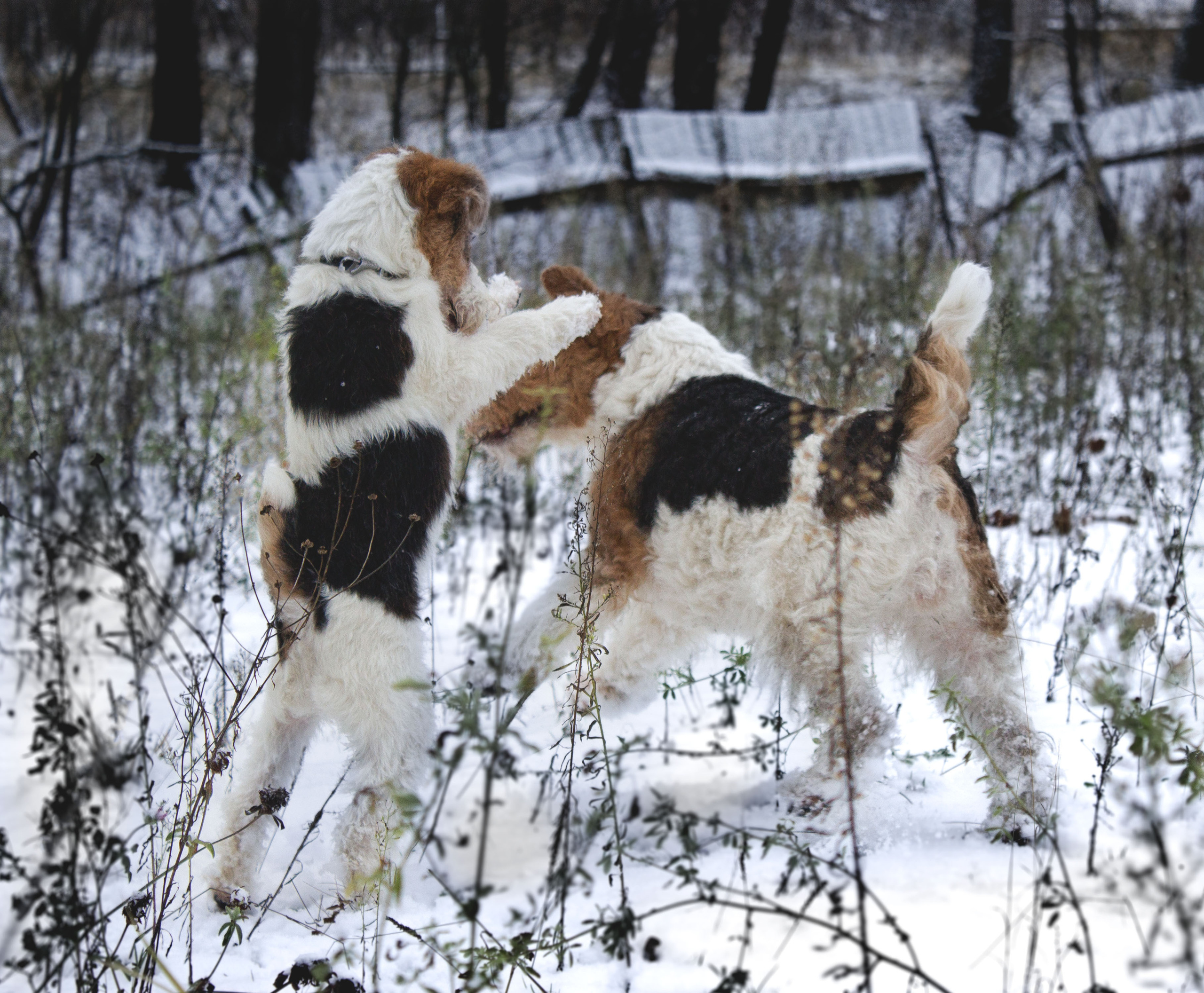 Животные. Обо всём