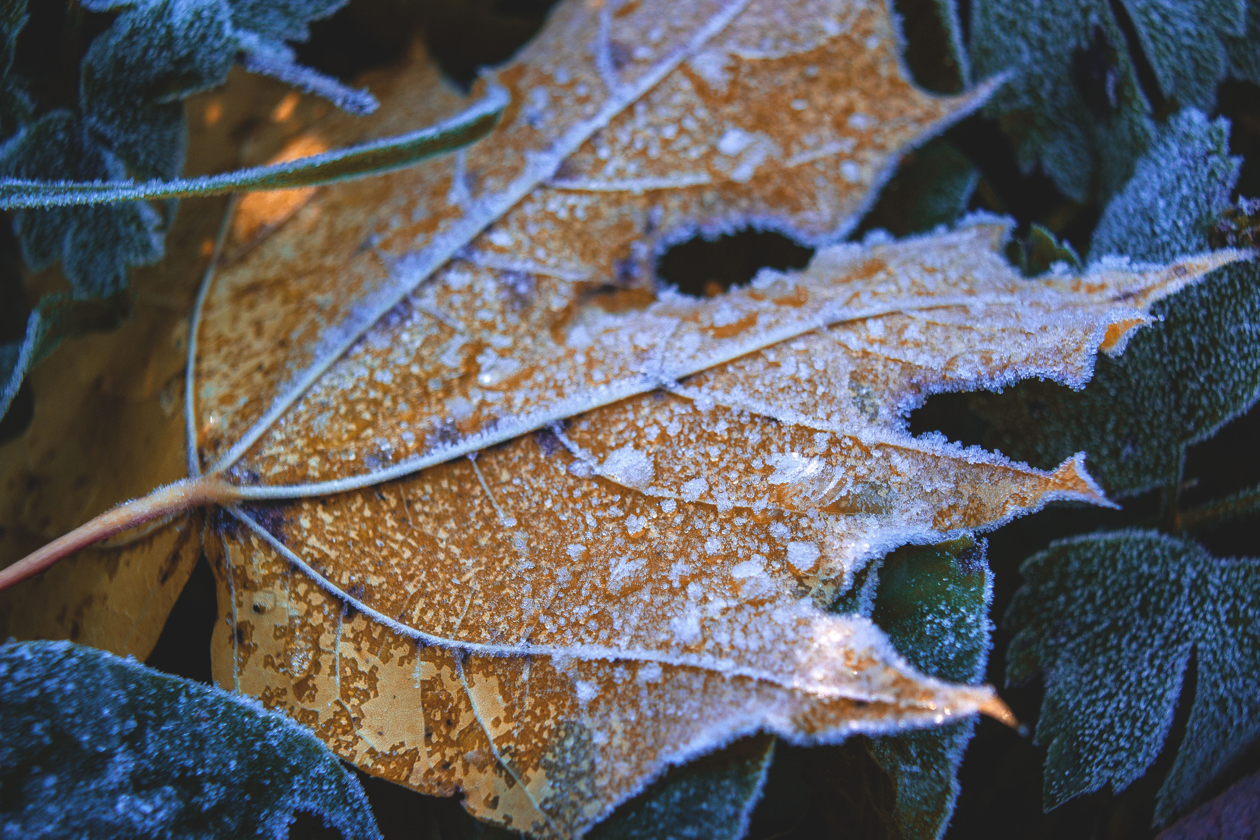 Природное. Обо всём