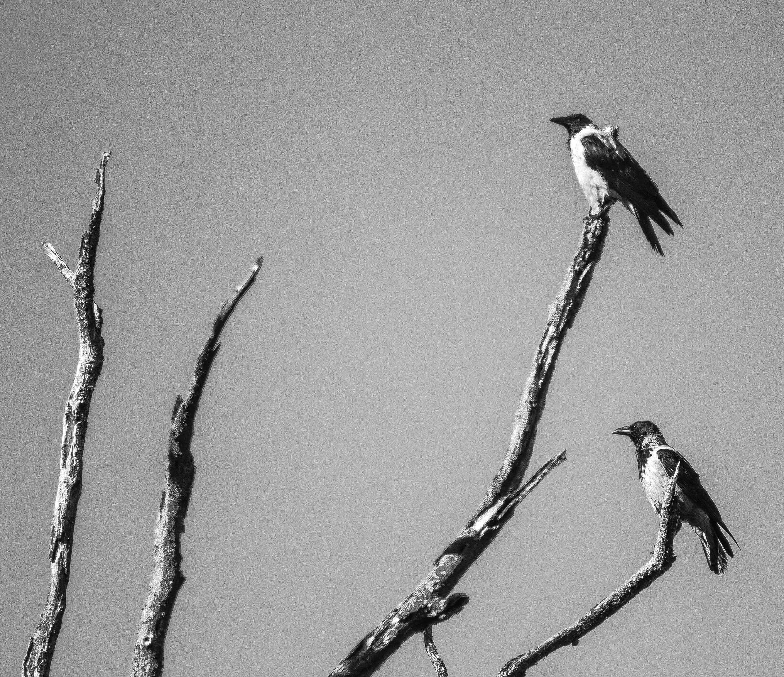 Чёрное белое. Обо всём