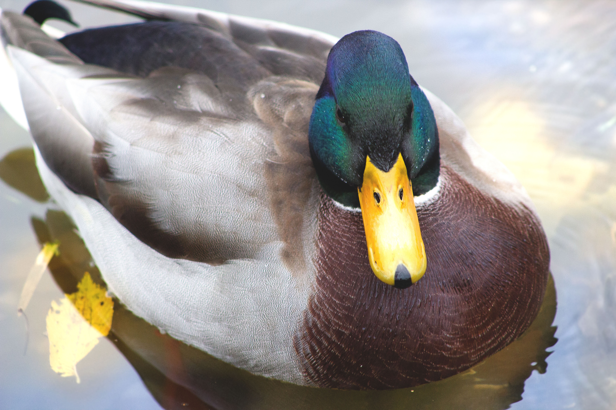 Животные. Обо всём